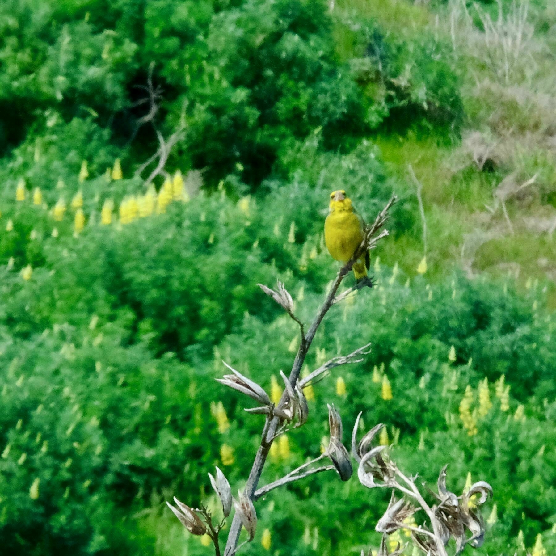 Small yellowish-green bird on a flax spear. 