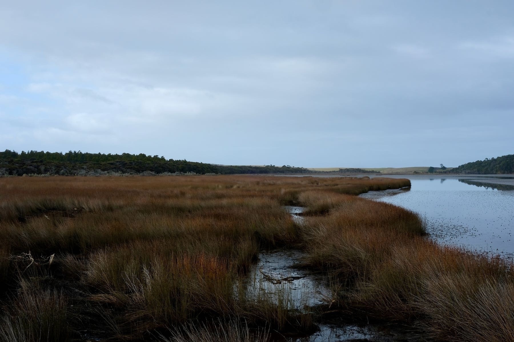 Tautuku Estuary, hills across the reeds. 