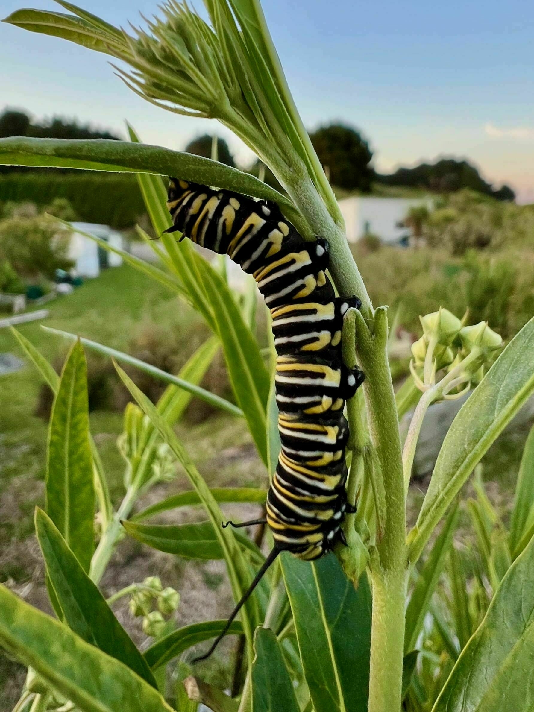Large Monarch caterpillar on a Swan Plant. 