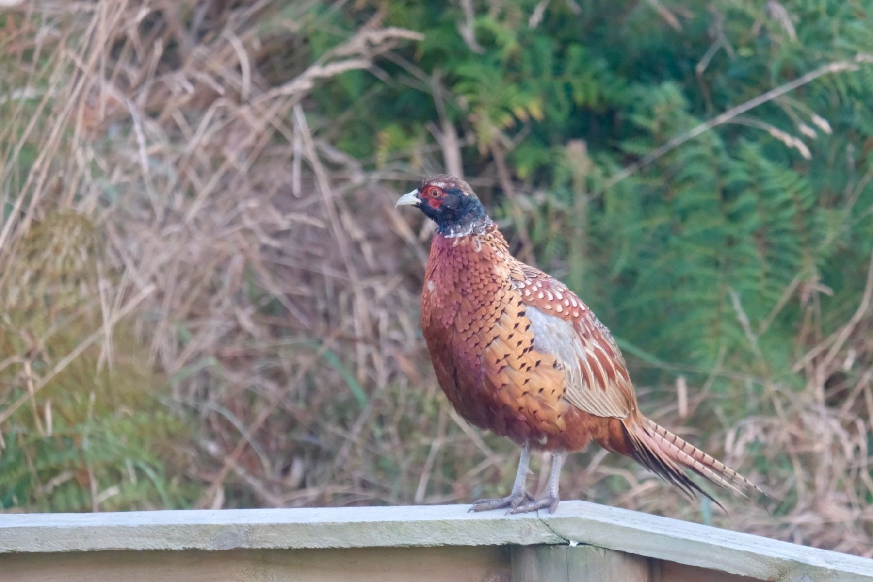 Pheasant on a fence.
