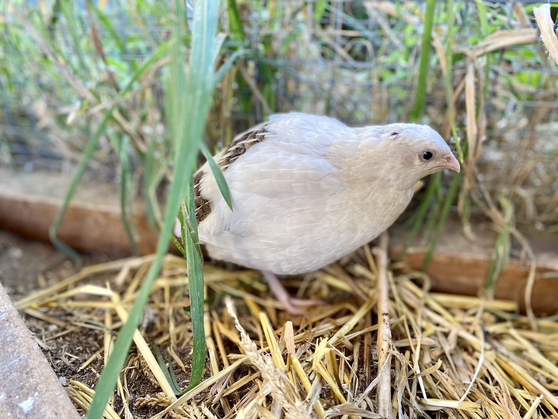 White Japanese Quail. 