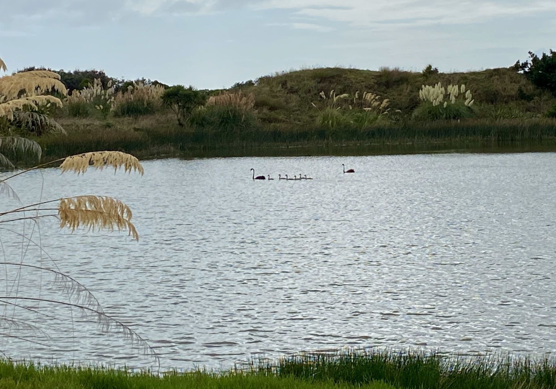 Two black swans and 6 cygnets on the lake. 