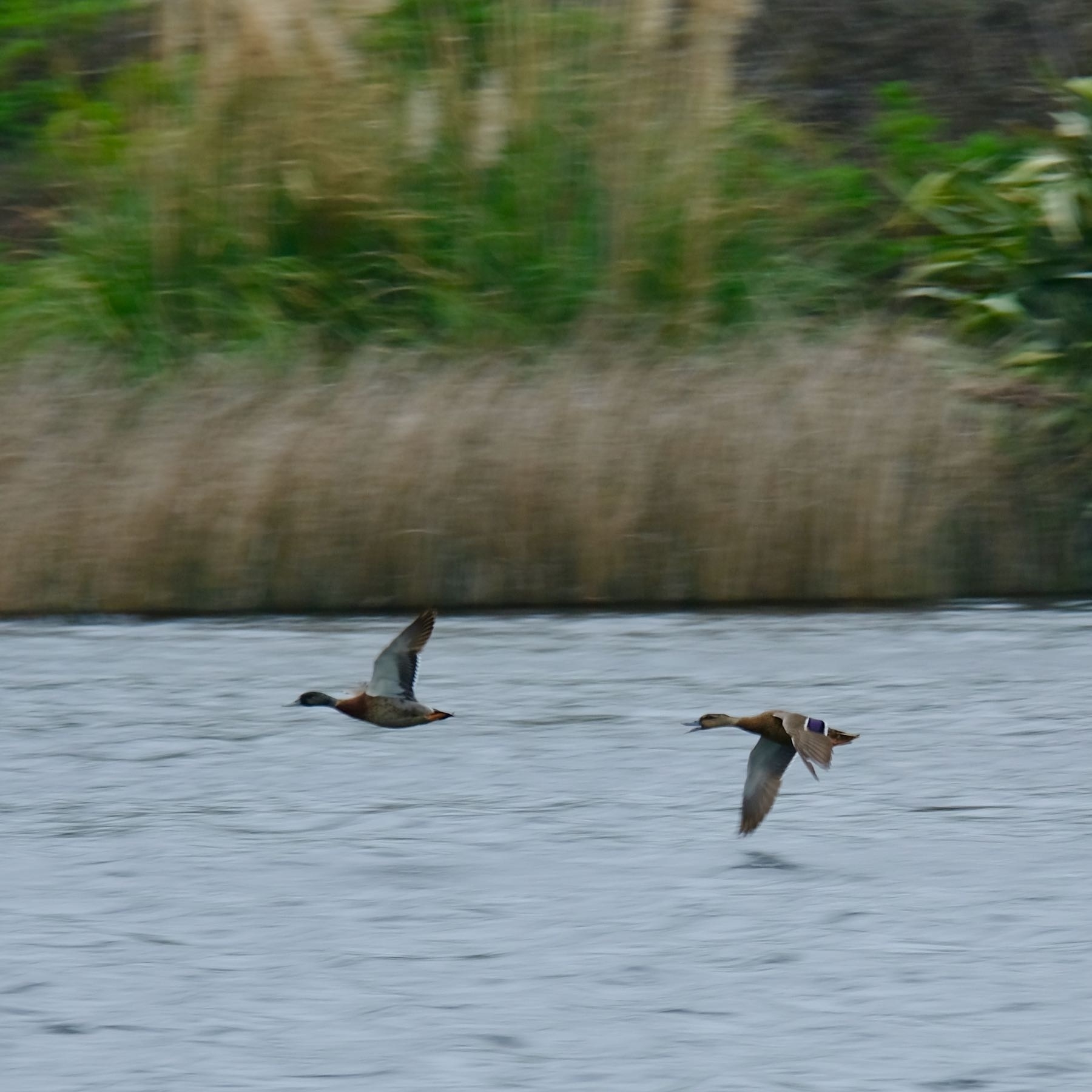 Two mallard ducks in flight just above a lake. 