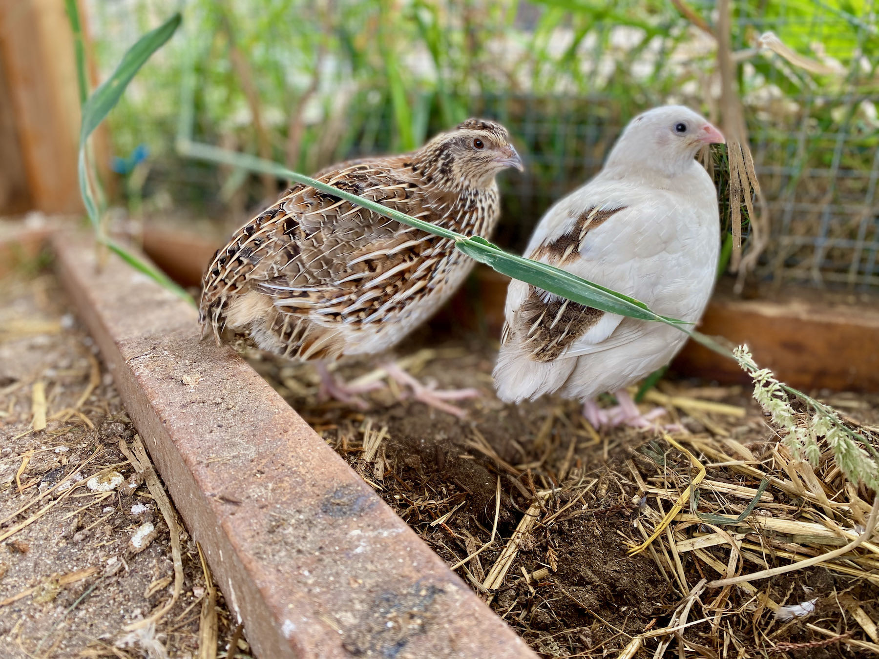 Small brown stripey bird and small white bird.