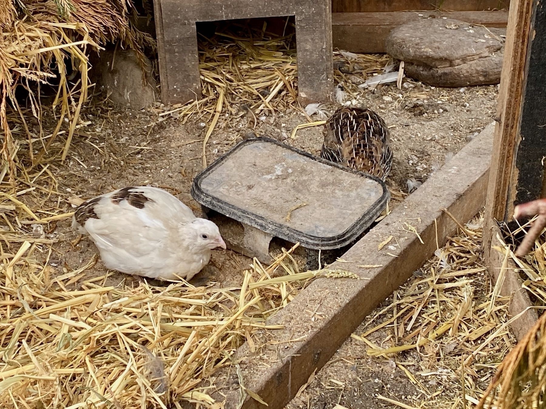 Closer view of two quail eating. 