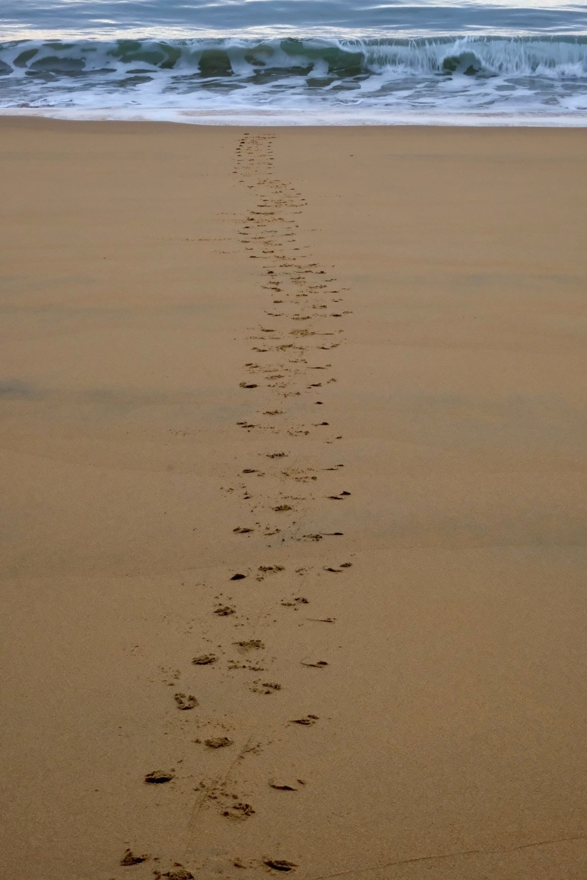 Track from a penguin crossing the beach. 