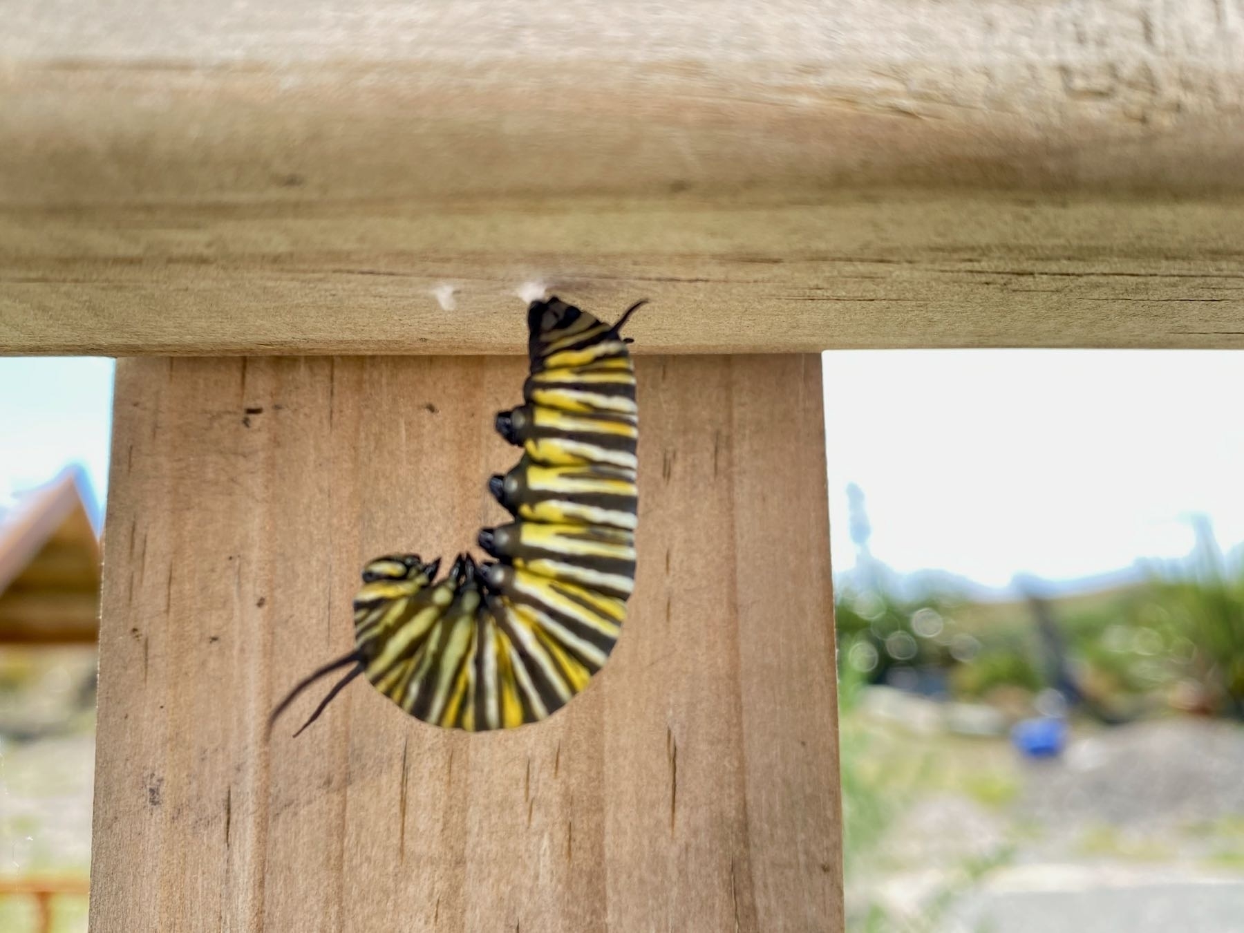 Monarch caterpillar hanging from a rail. 