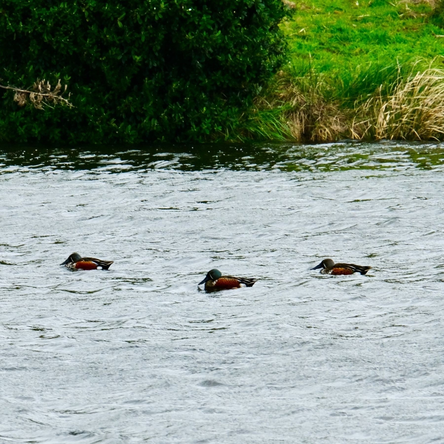 Australian Shovelers — 3 duck-like birds on a lake. 