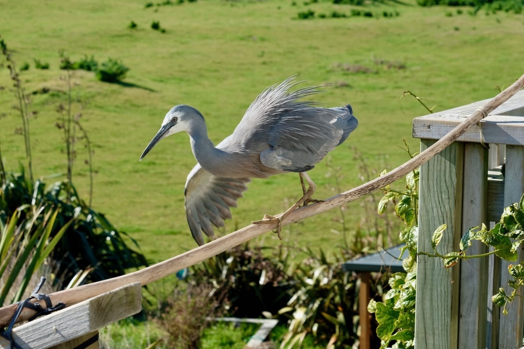 White-faced heron on a horizontal pole, using one wing to balance. 
