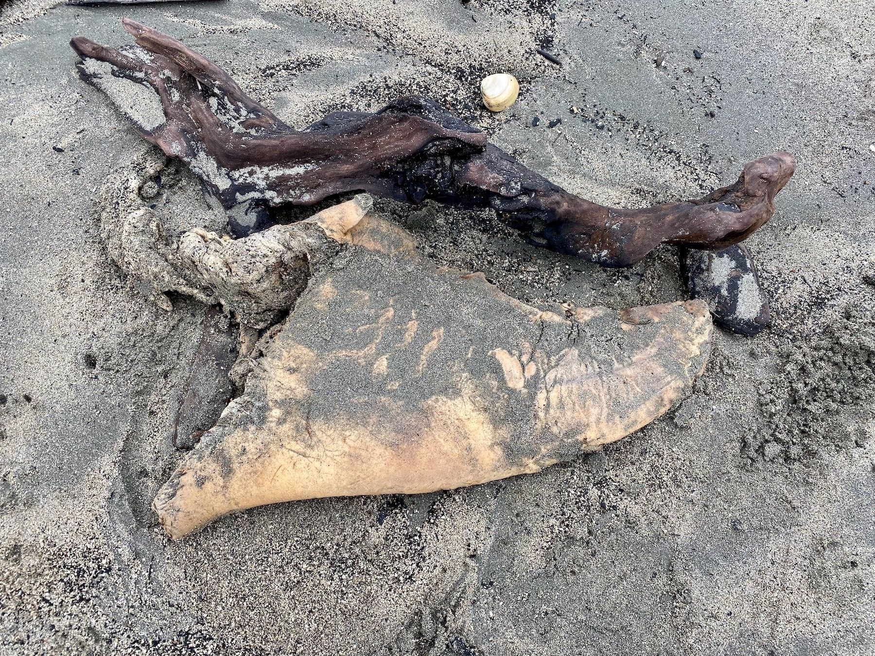 Beach find that seems to be a large shark fin. 