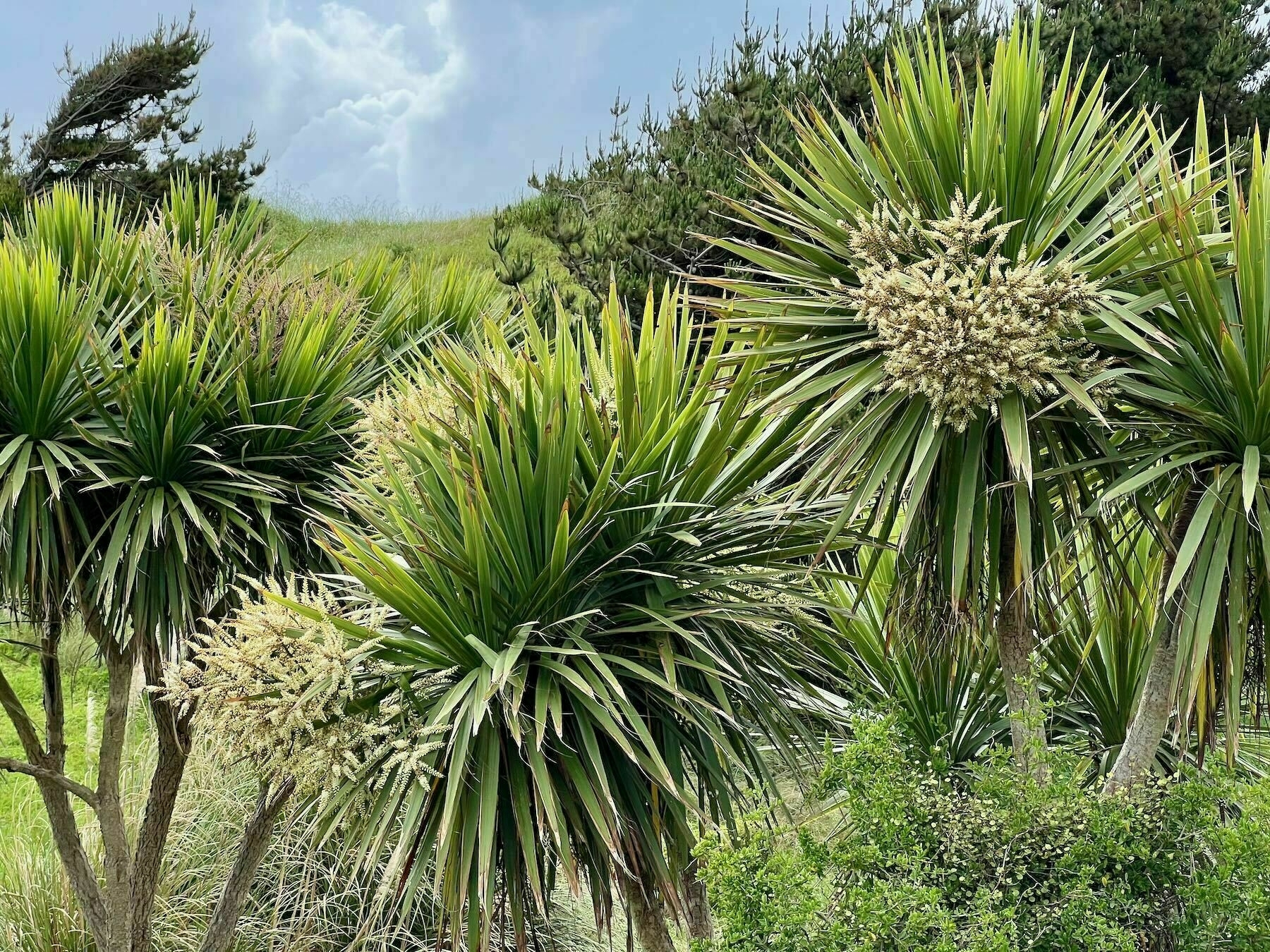 Cabbage trees with flowers in white panicles. 