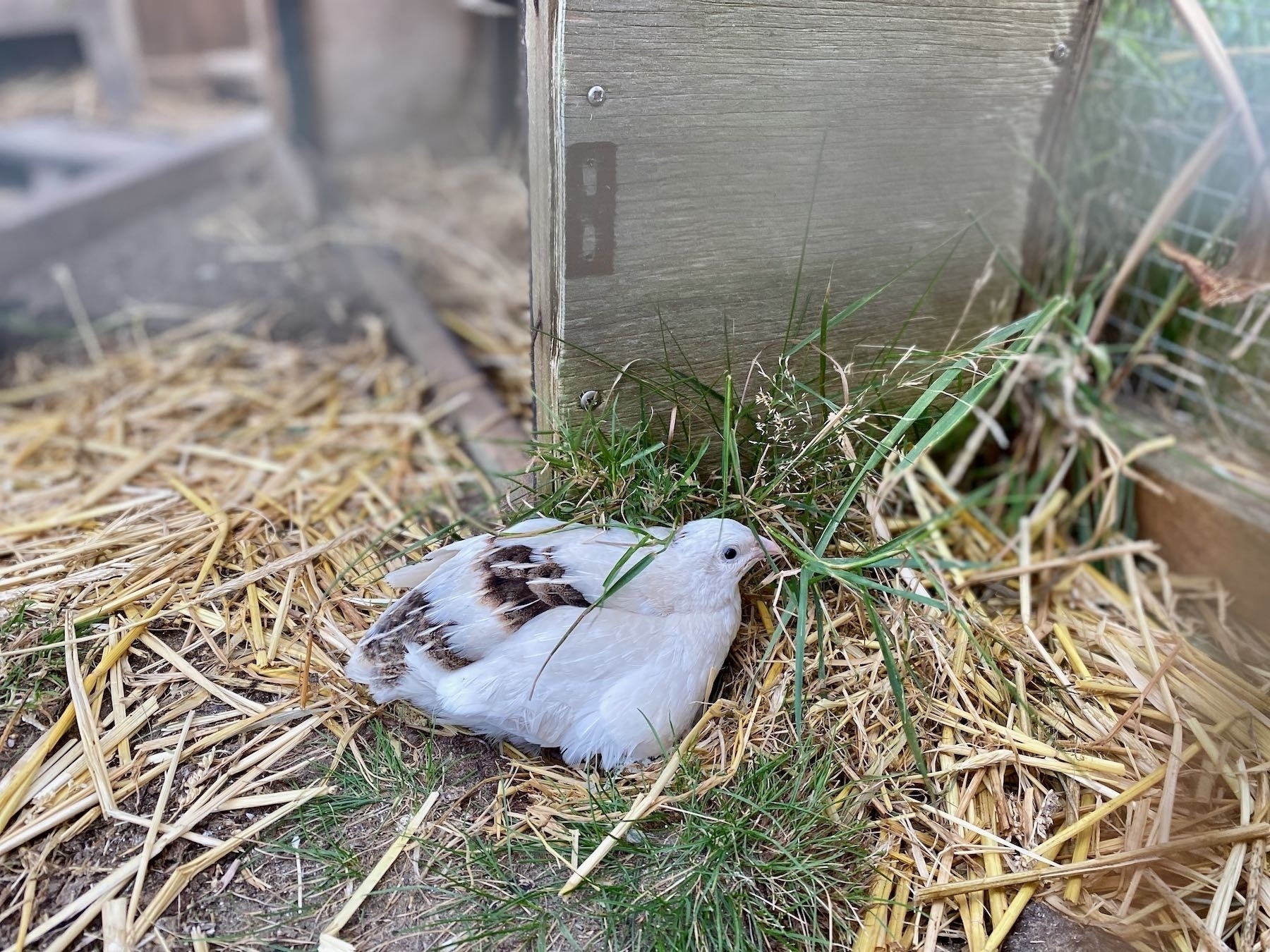 Small white quail sitting on a nest. 