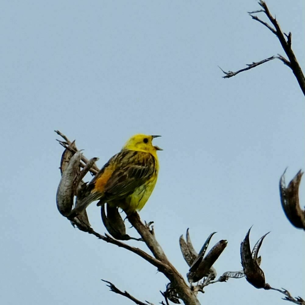 Small sparrow-like bird with yellow head, beak open. 