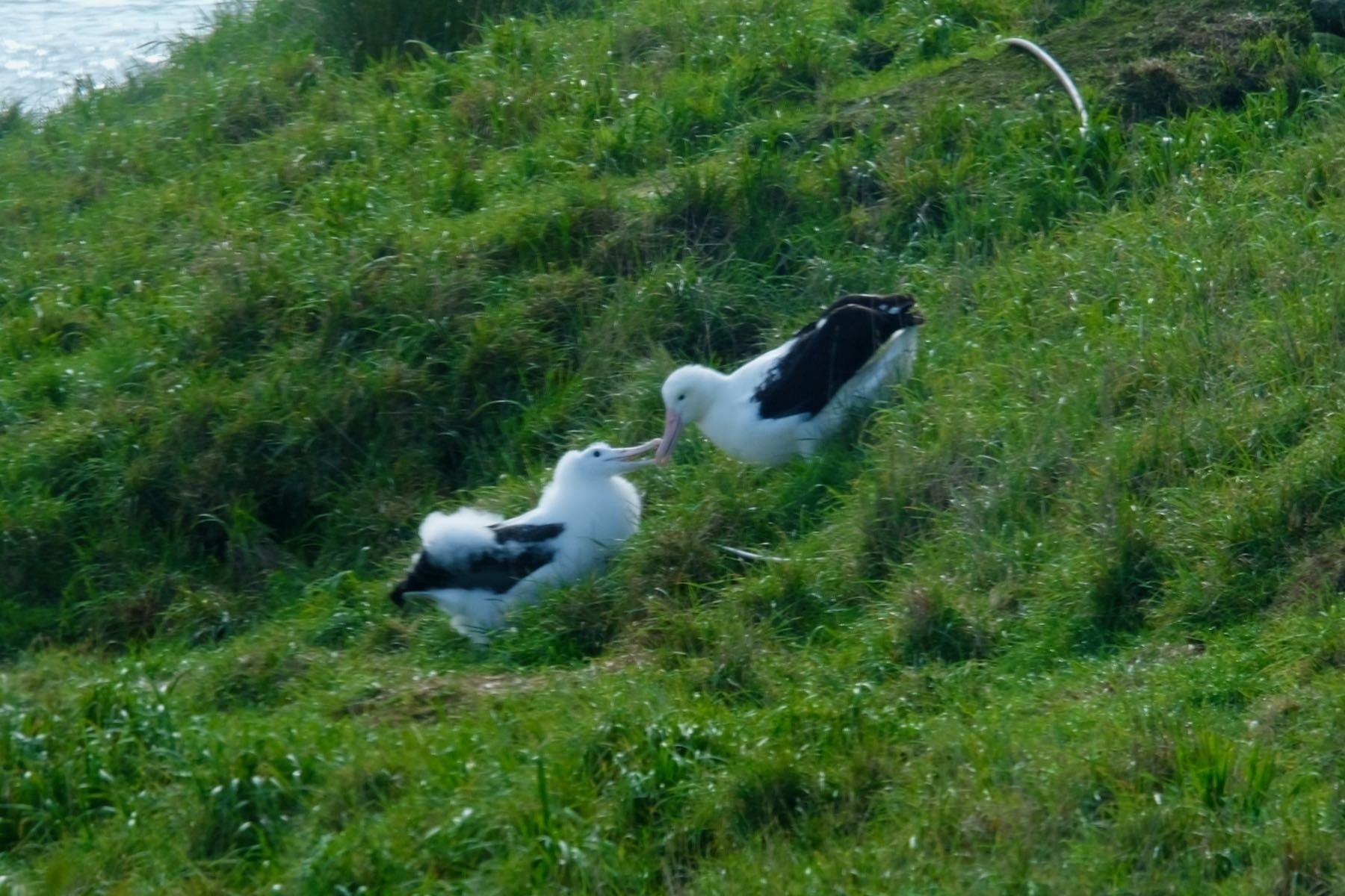 Adult albatross and chick. 