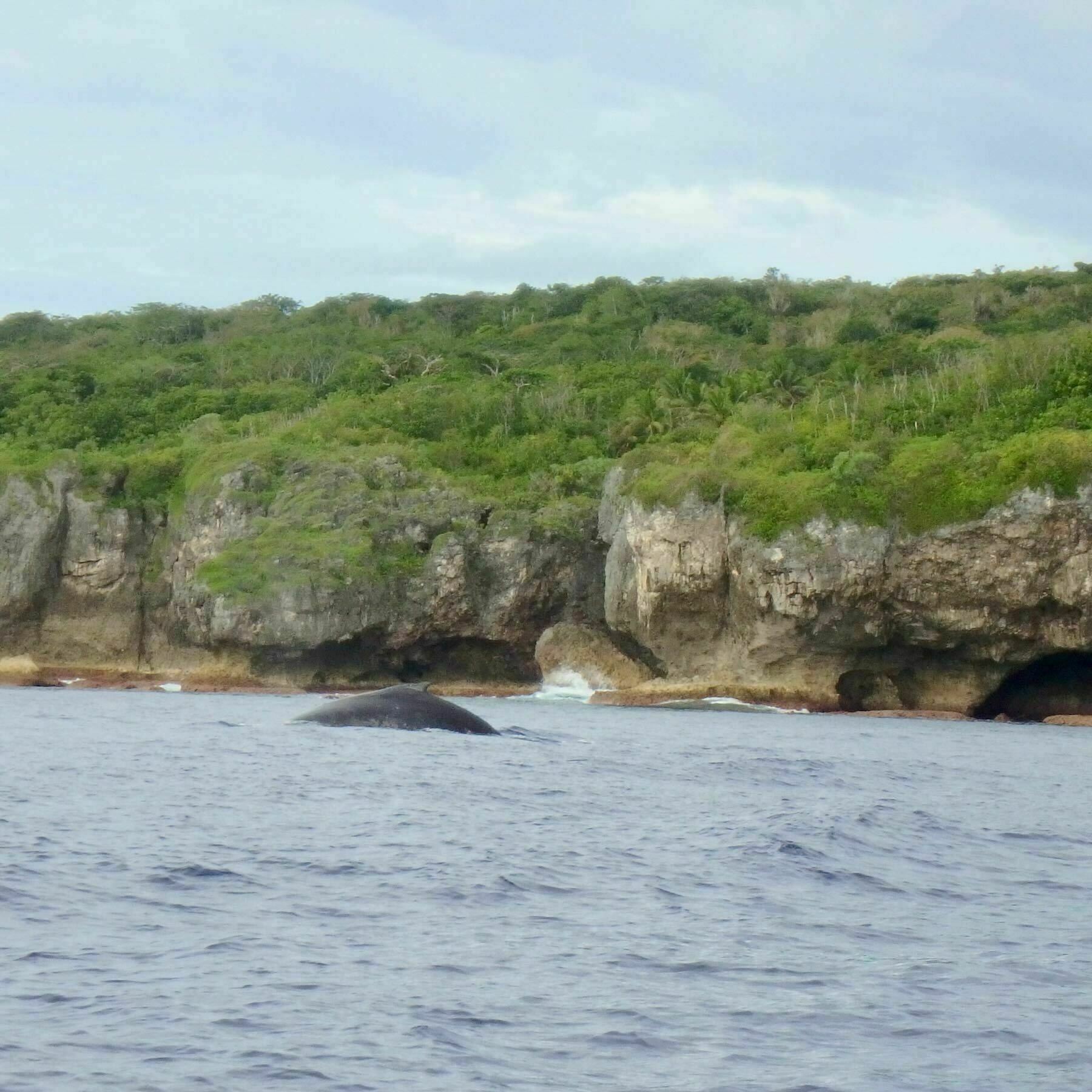 Niue coastline with humpback whale. 