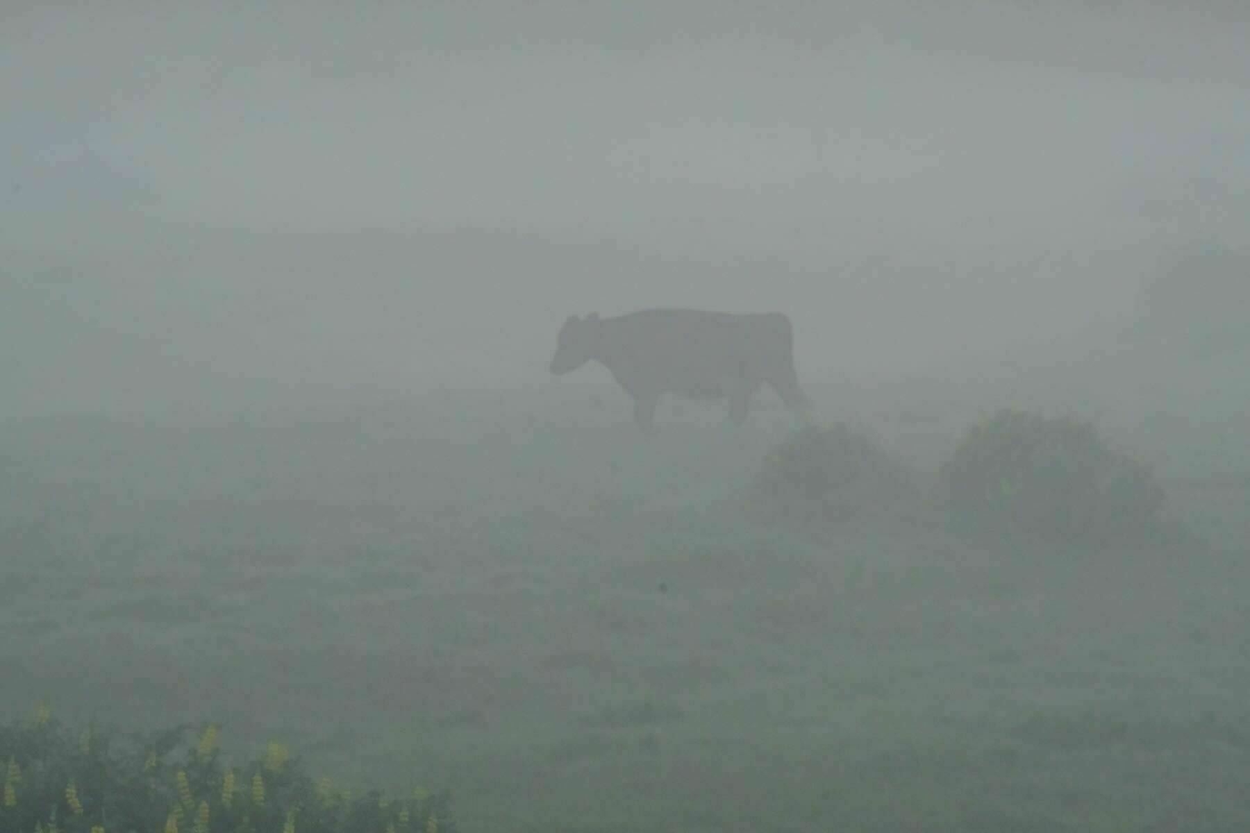 Silhouette of a single cow in a misty paddock. 