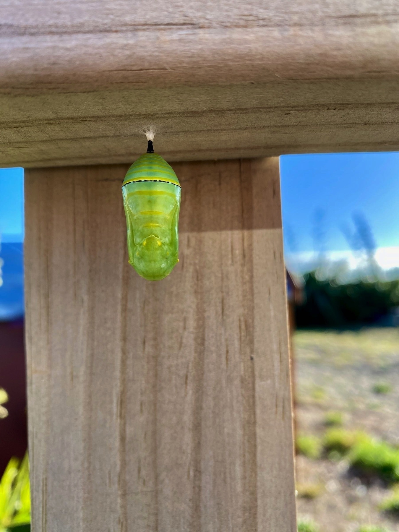 Monarch chrysalis hanging from a rail.  