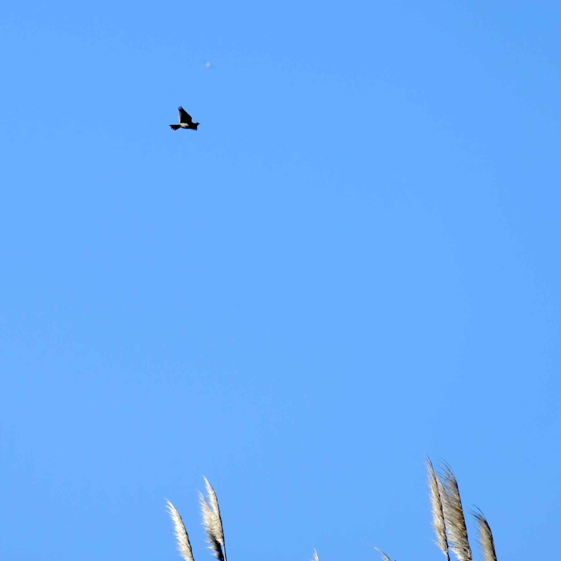 Small bird flying with outstretched wings. 