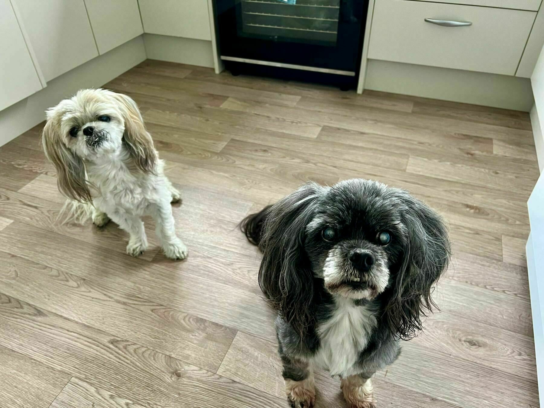 Two small dogs wait for breakfast. 
