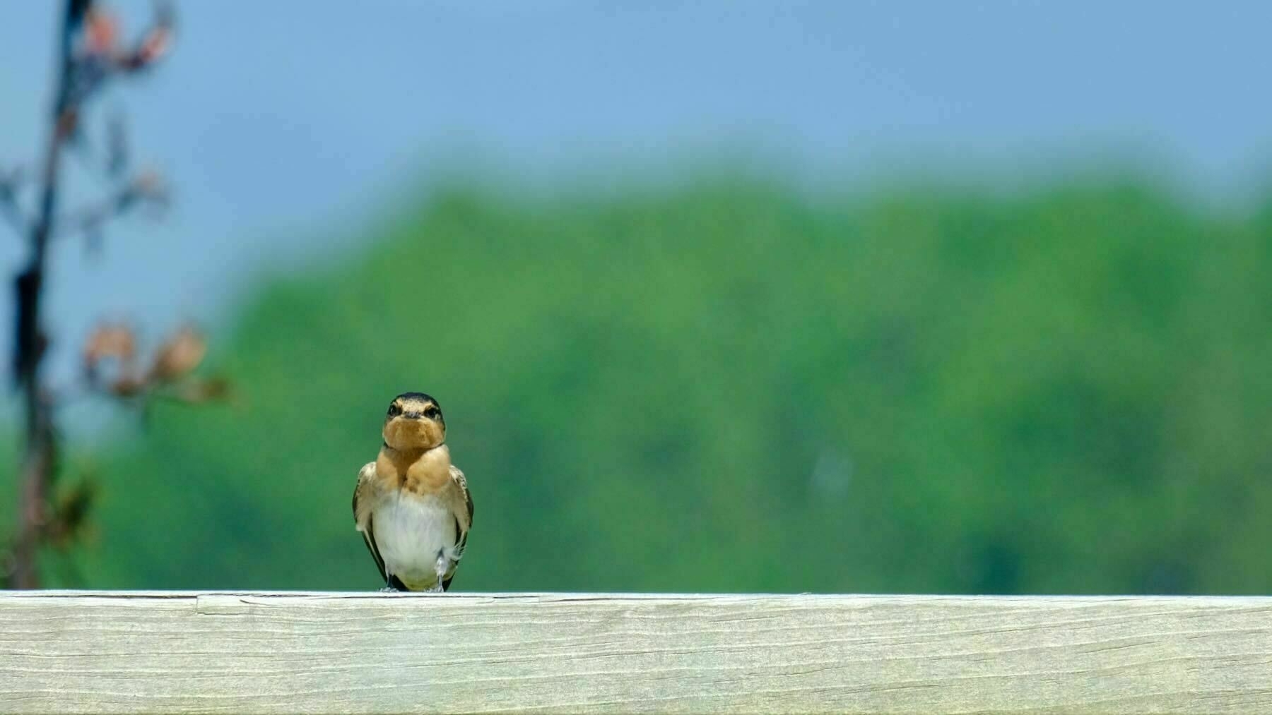 Swallow on the railing  1