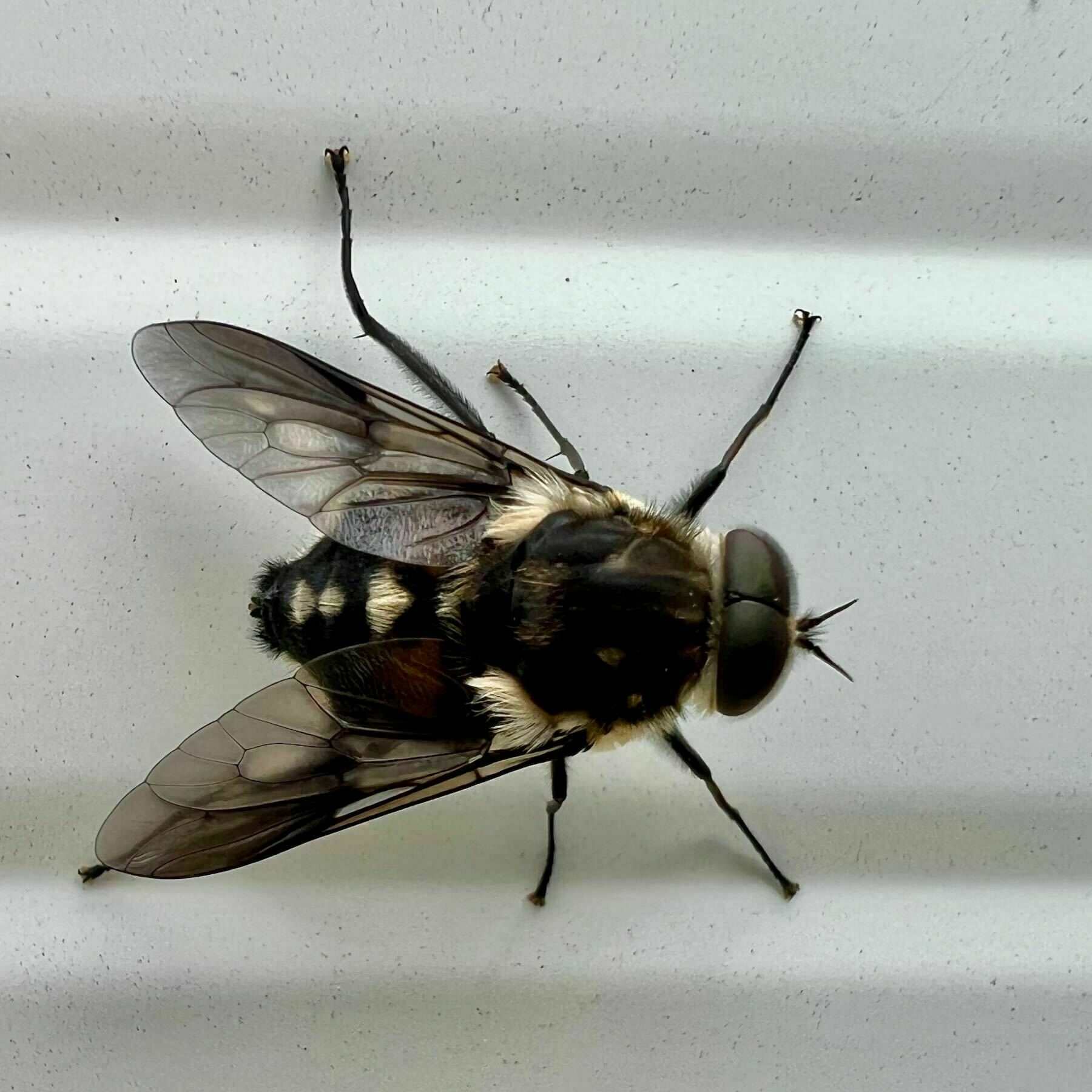 Large fly with pale spots. 