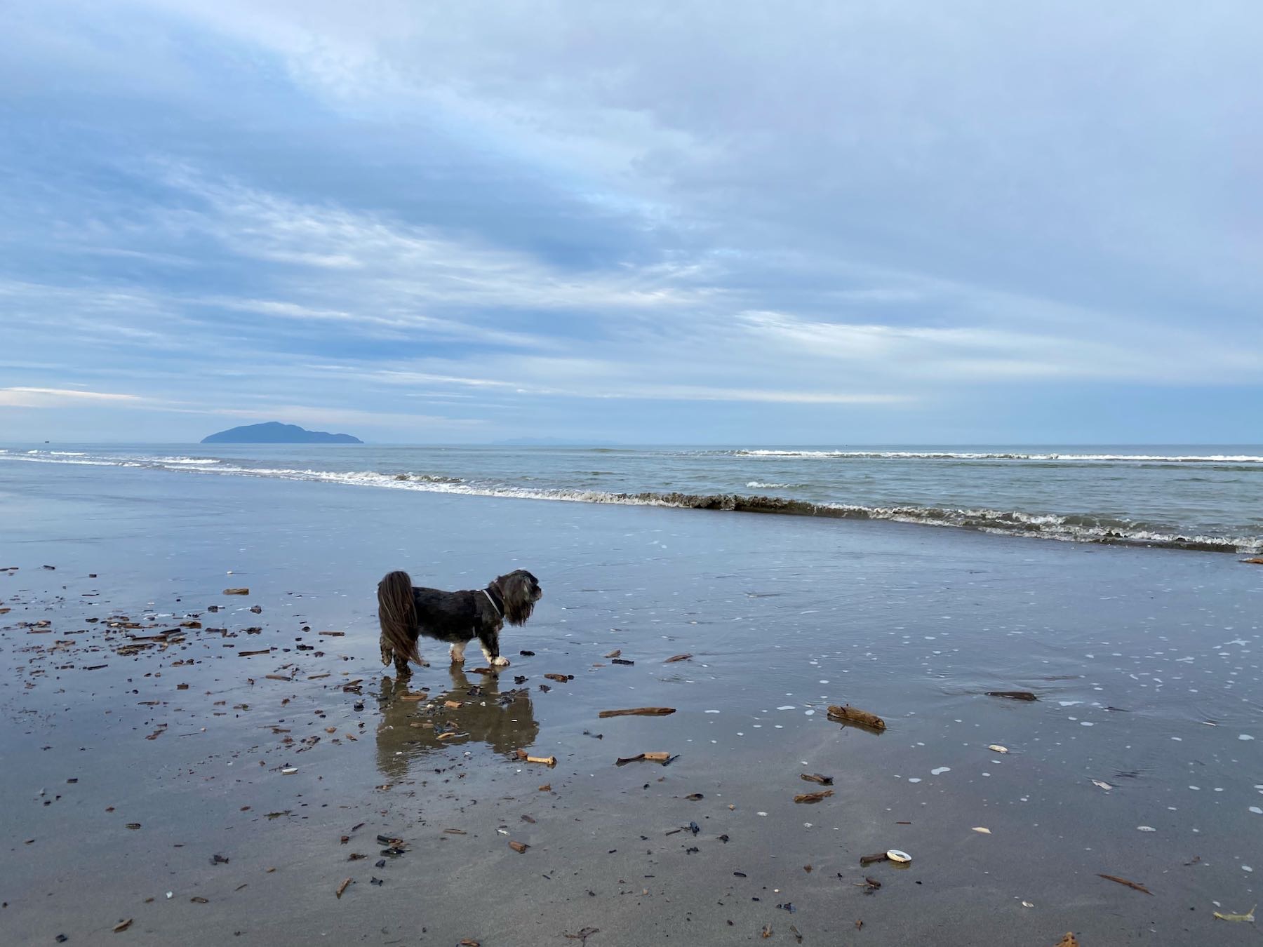 Small black dog reflected in the damp sand at the edge of the sea. 