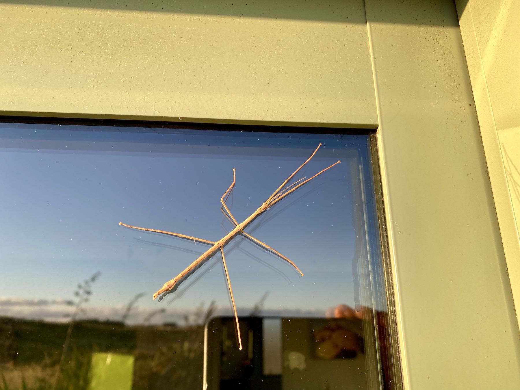 Stick insect from the other side. 