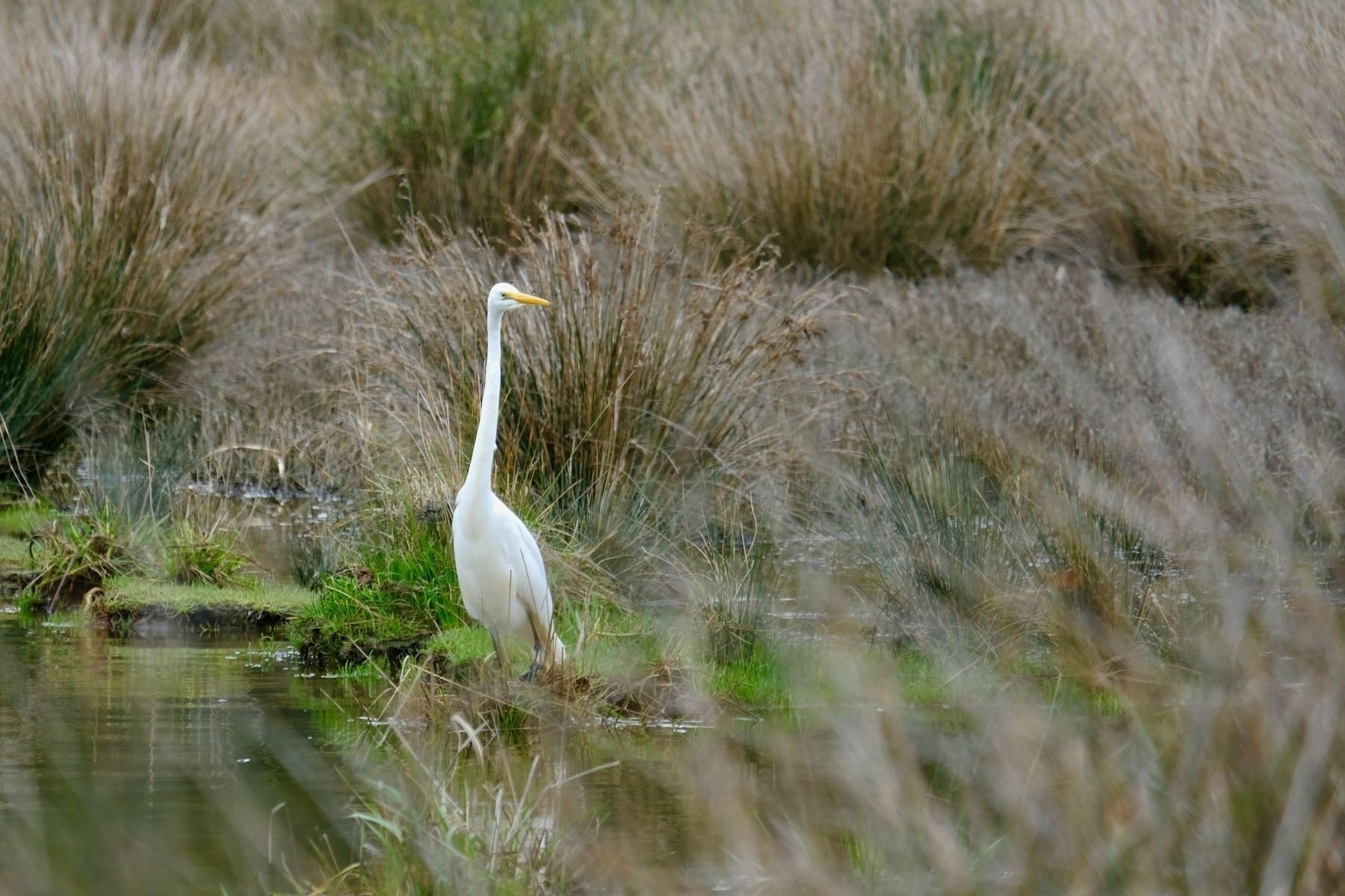 Very large white bird at water’s edge, with neck extended. 