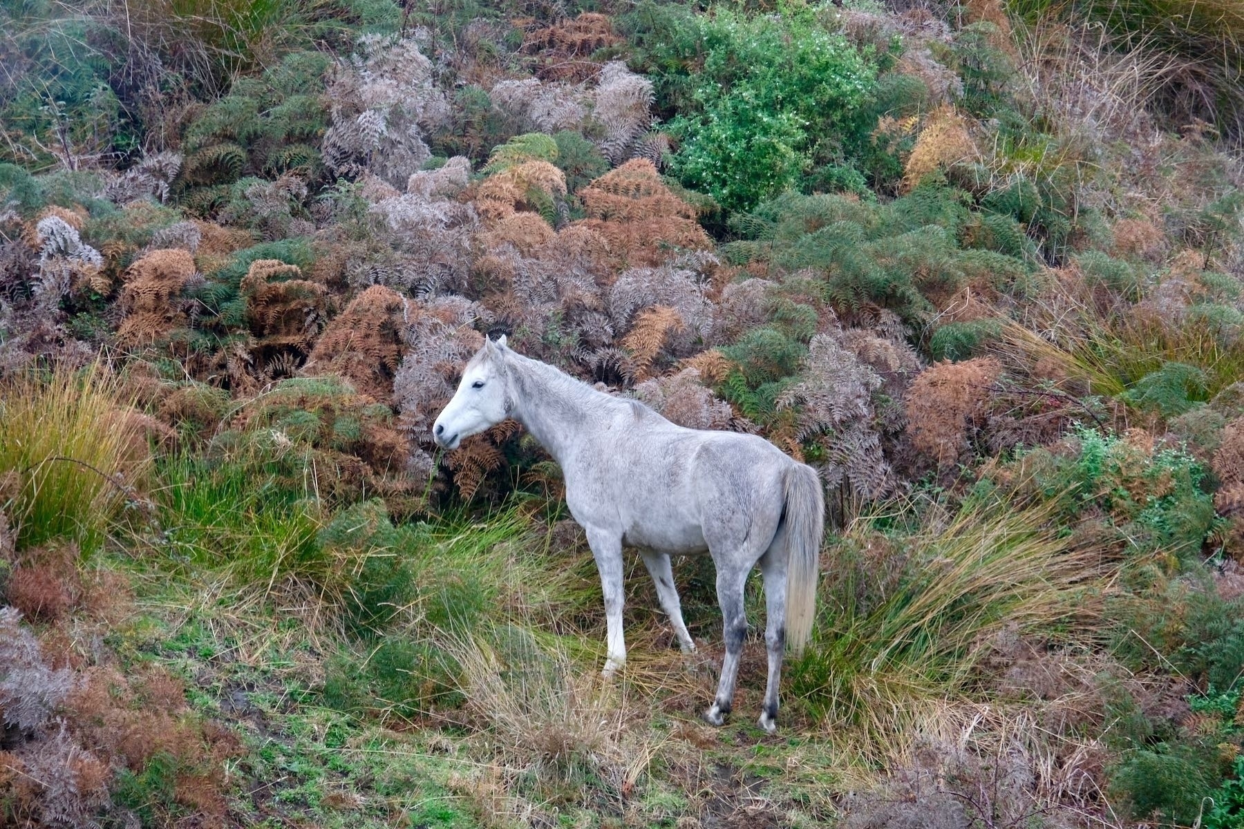 Grey and white horse amongst brown and green bracken. 