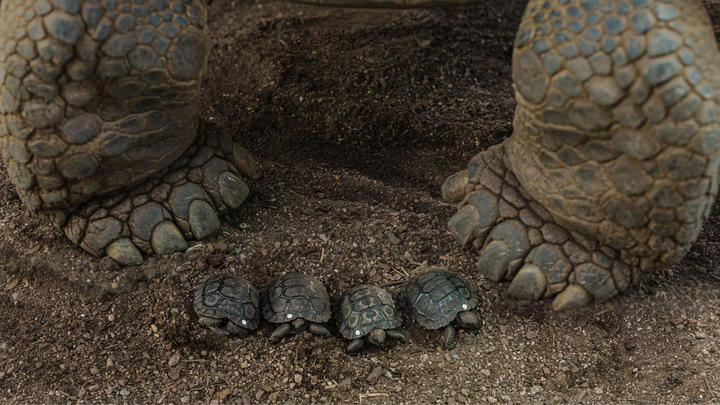 Two feet of a parent tortoise with 4 tiny tortoises placed between them. 
