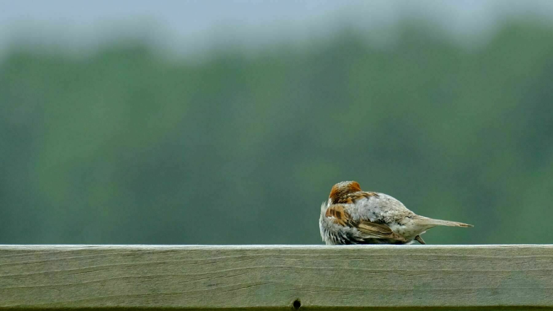 Sparrow  with its back to the camera, sitting on a railing. 
