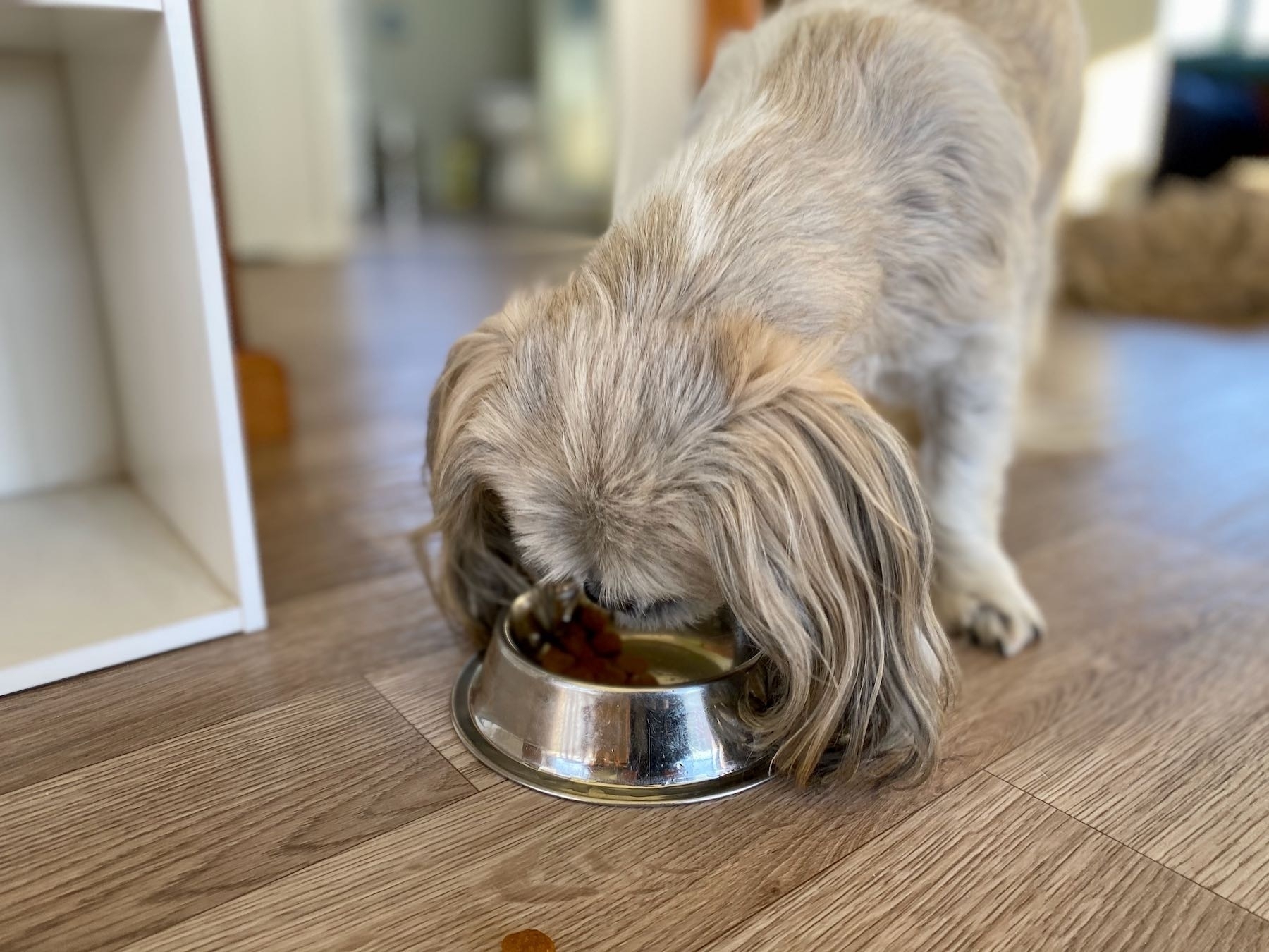 Small dog eating from a bowl. 