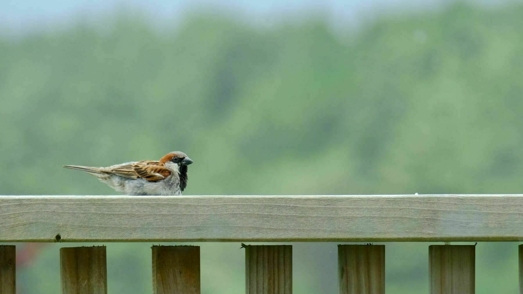 Sparrow sitting comfortably on a railing. 
