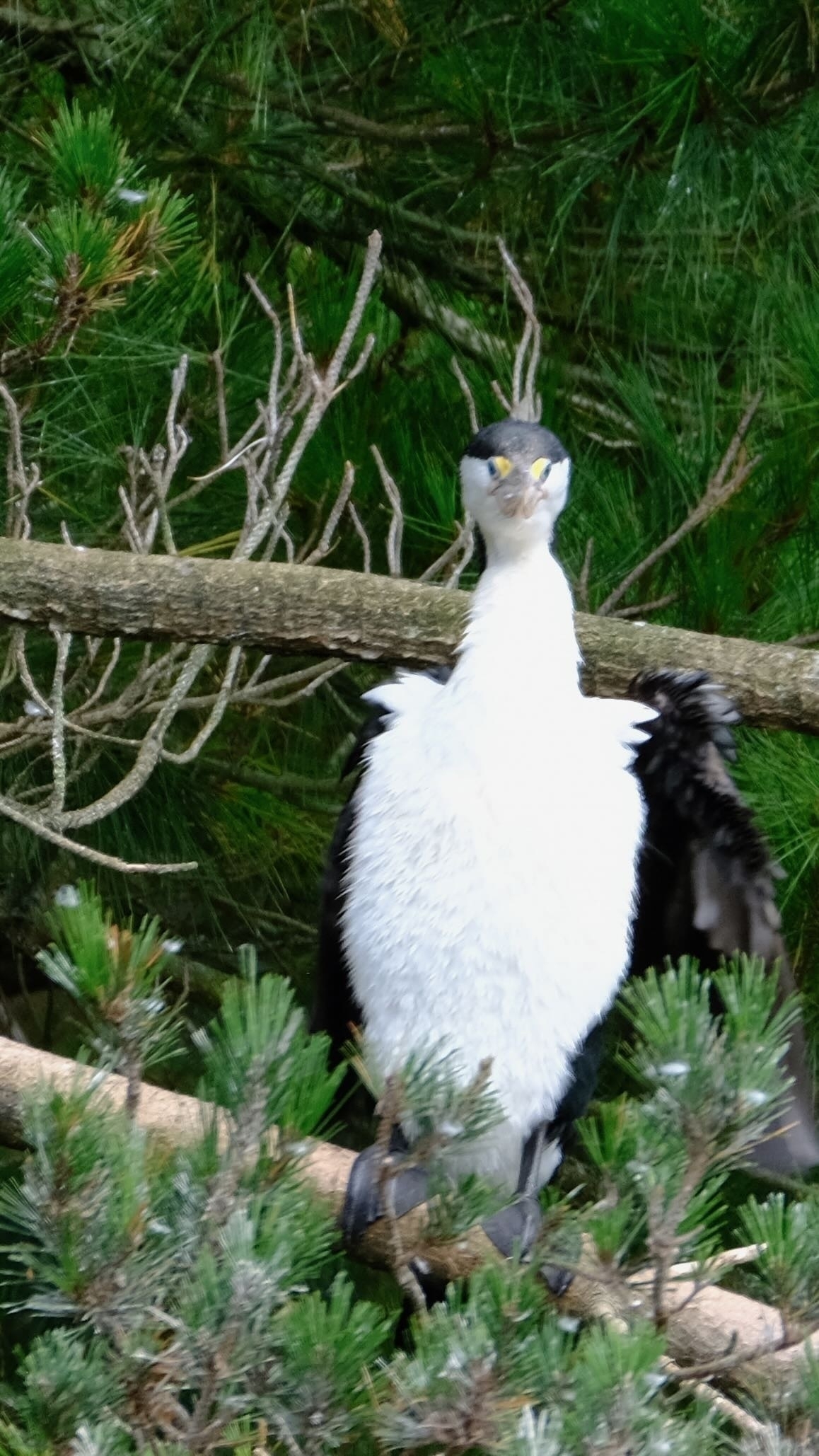 Shag in a tree looking straight at the camera with googly eyes. 