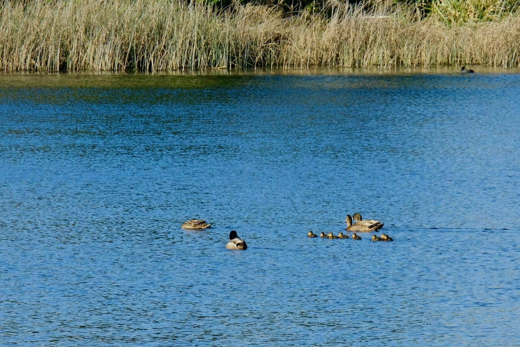 4 ducks and 7 tiny ducklings on a lake. 