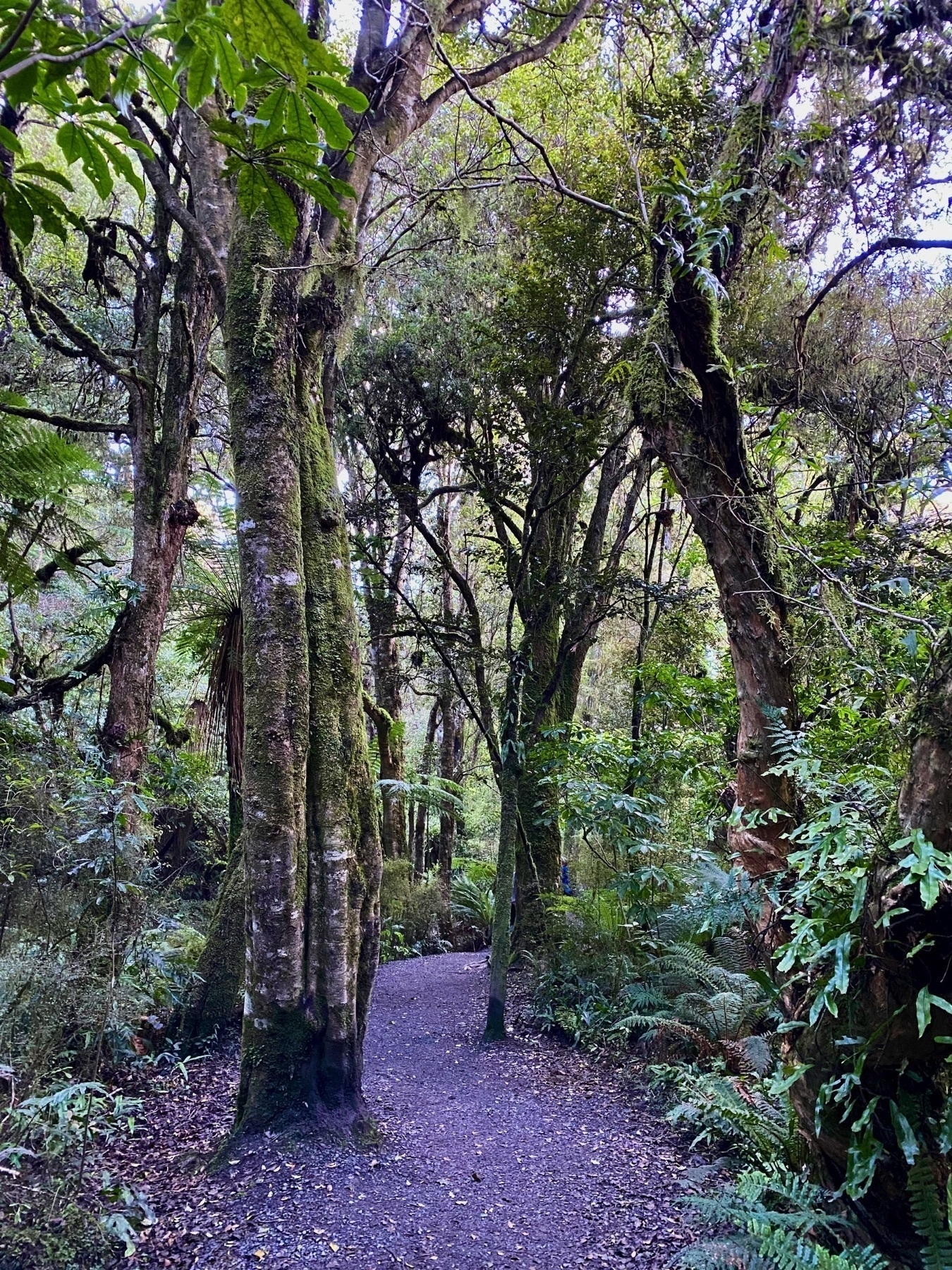 Trees on either side of the path. 
