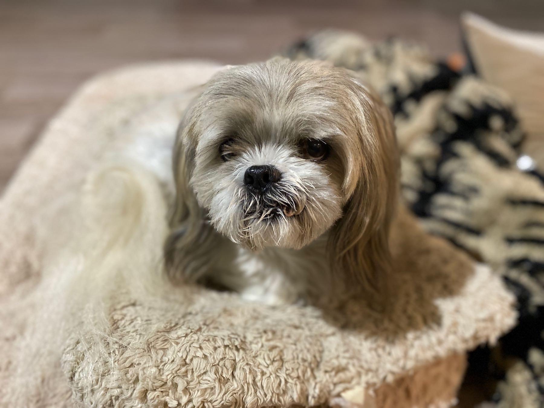 Small white dog looking at the camera. 