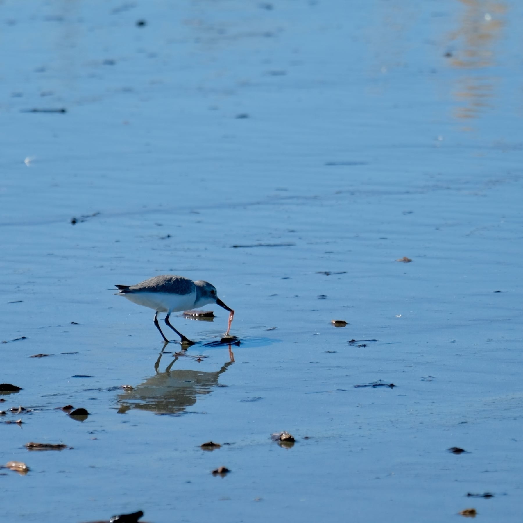 Small bird plucking a meal from wet sand. 