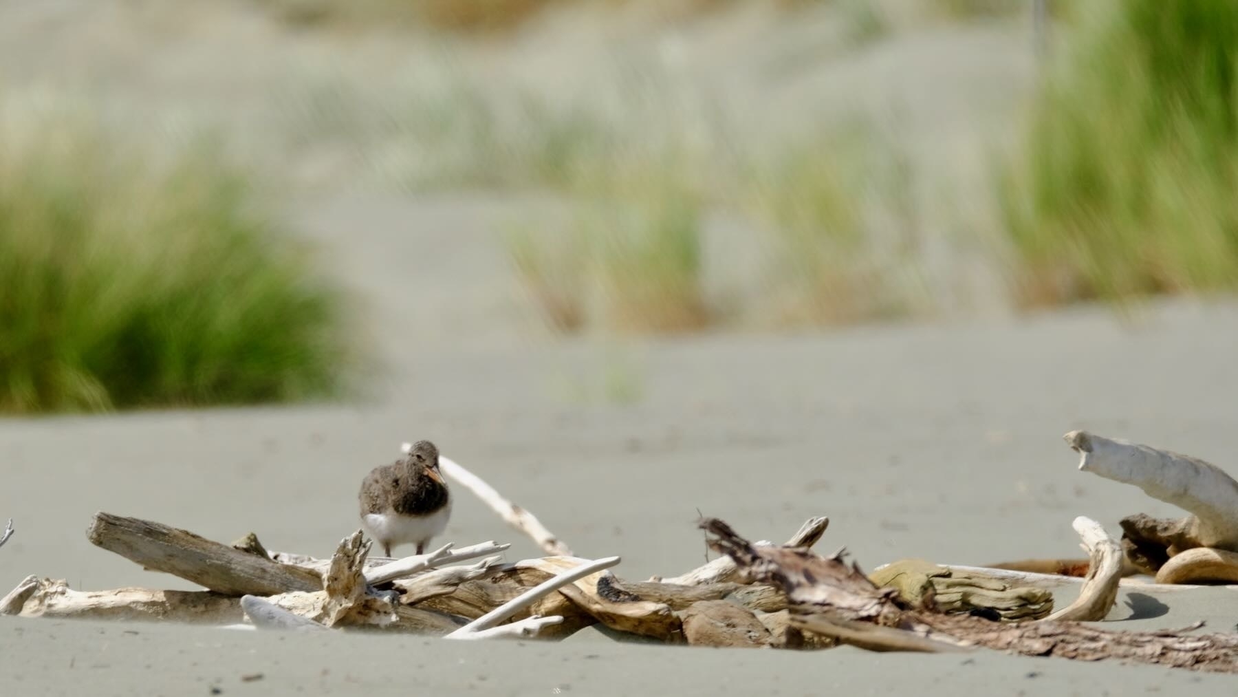 Oystercatcher chick by driftwood. 