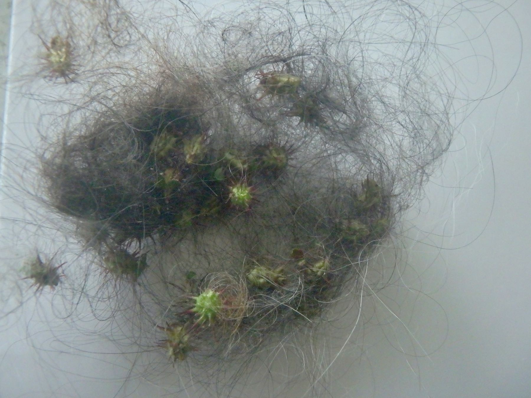 A tabgle of dog hair and burrs. 