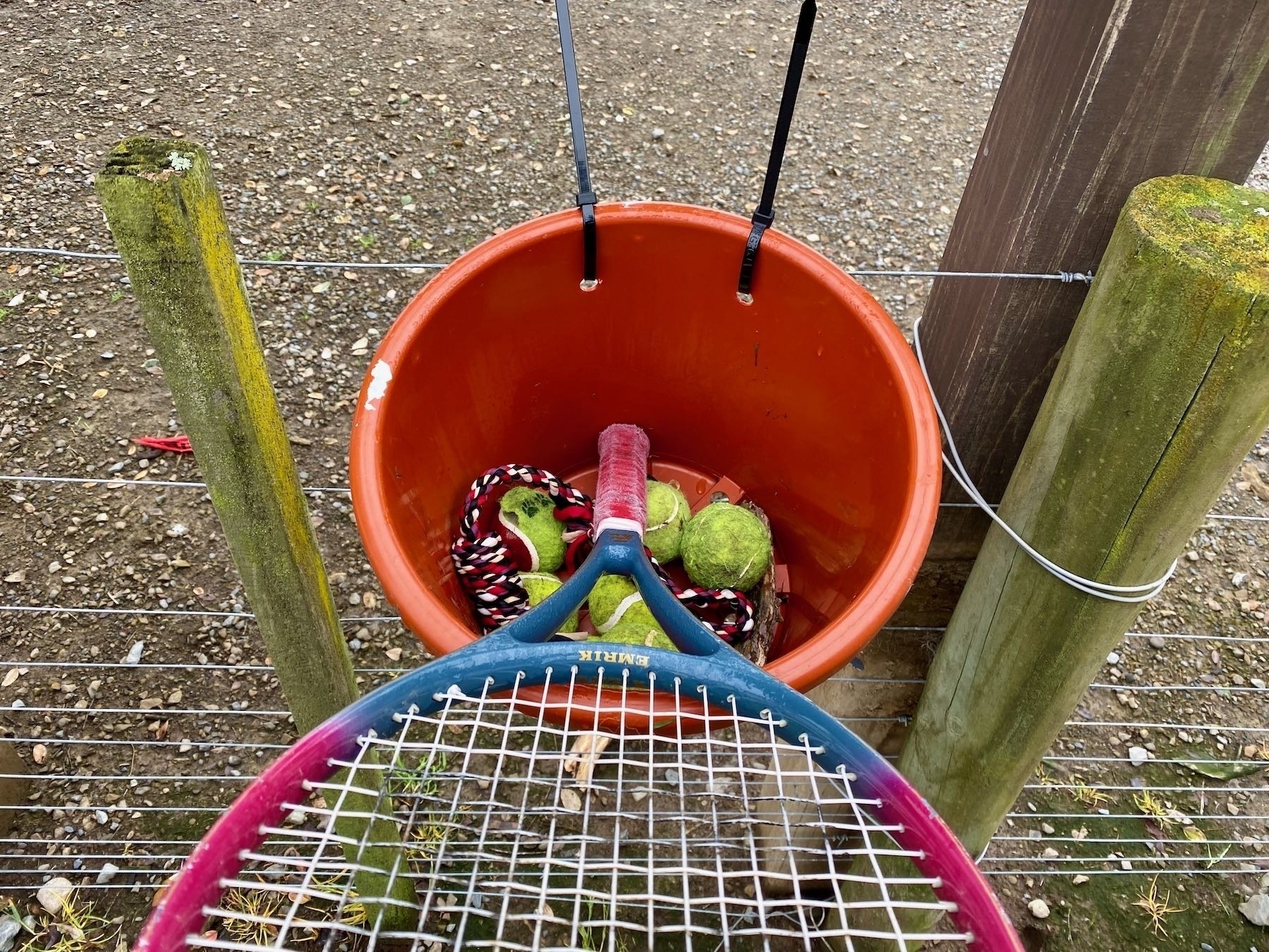 The Good Dog Library bucket also contains tennis balls and tug toys. 
