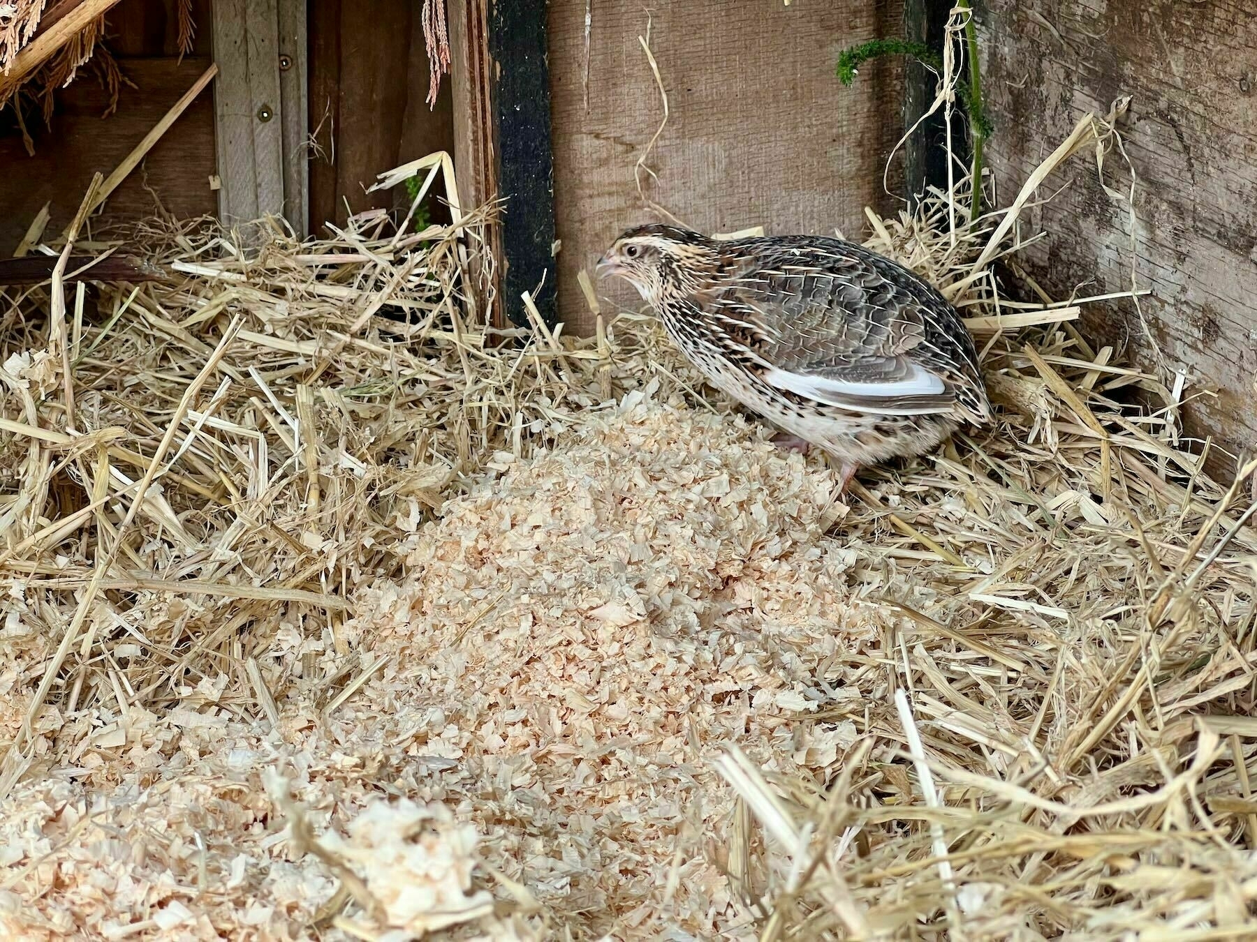 Small small brown stripy bird on a pile of pine shavings. 