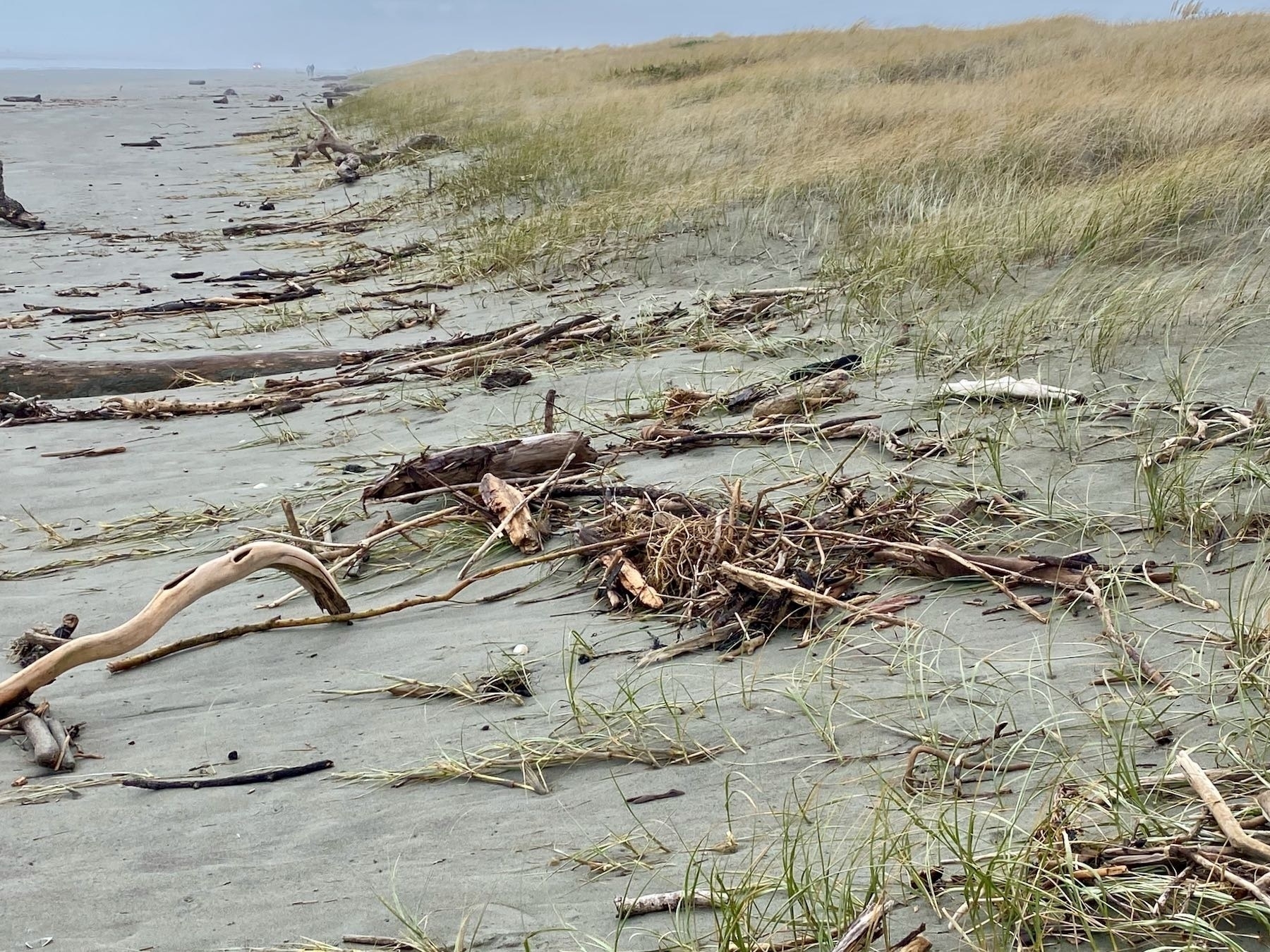 Driftwood amongst beach grasses. 