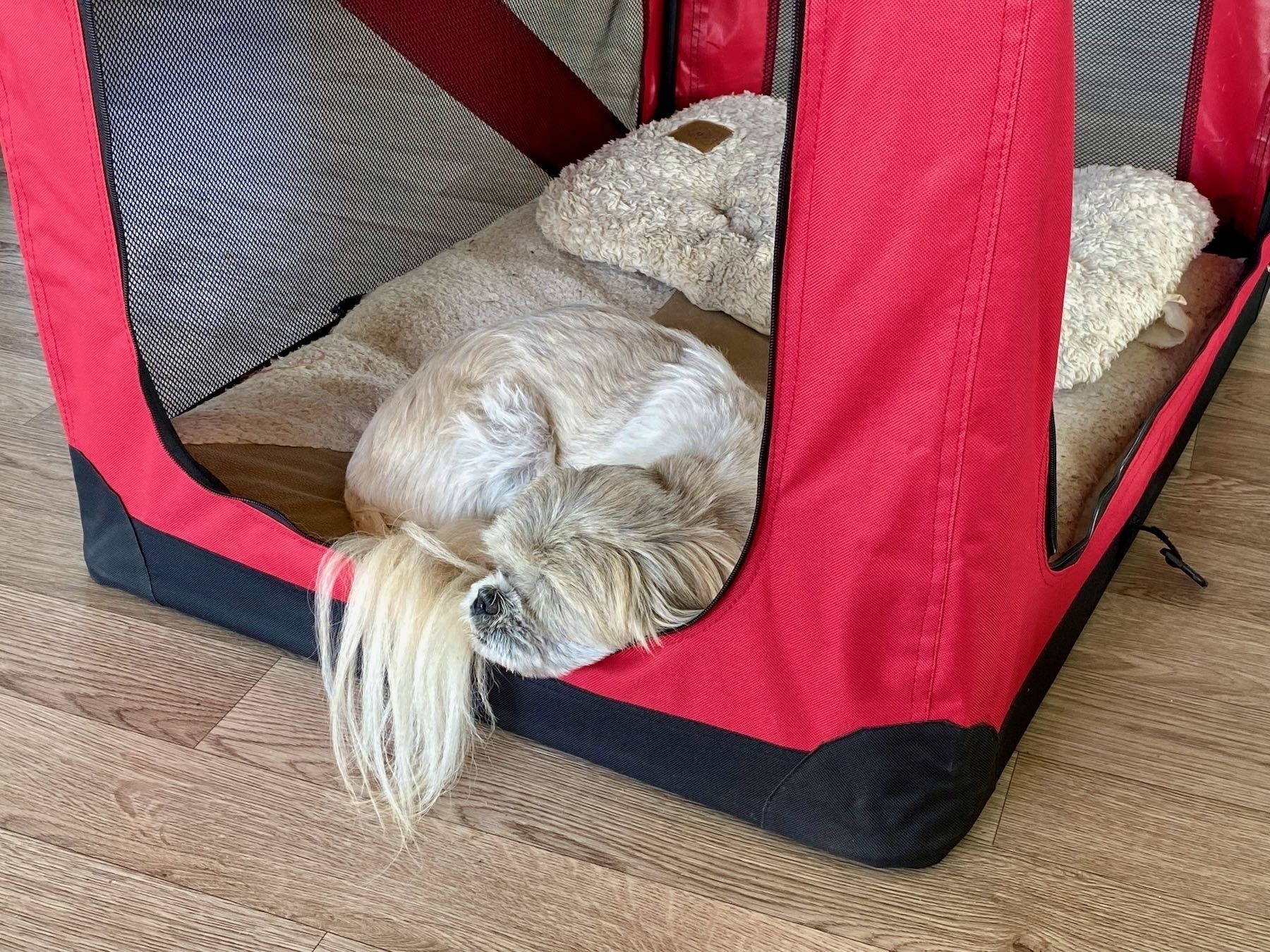 Small white dog sleeping in a soft crate. 