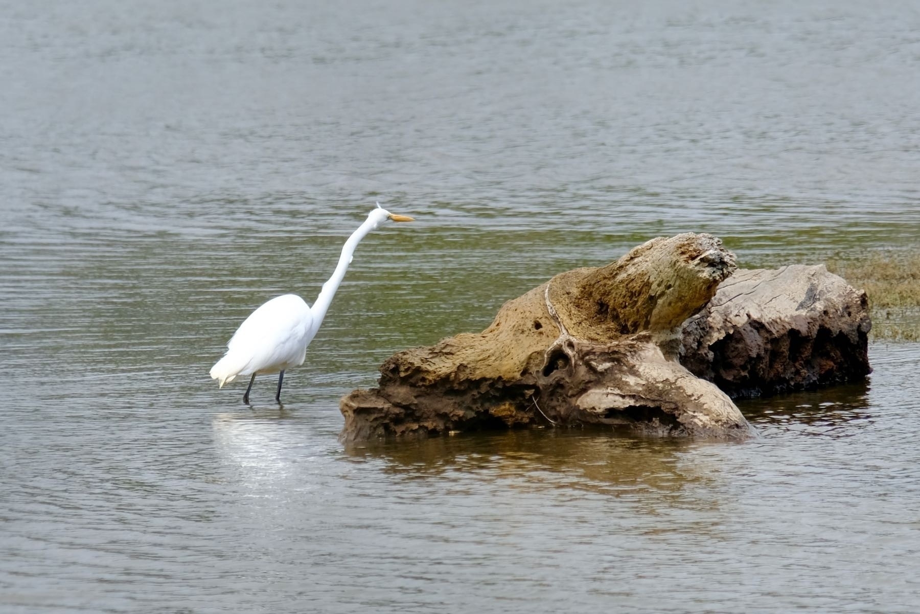 Large white bird with very long neck beside a rock. 