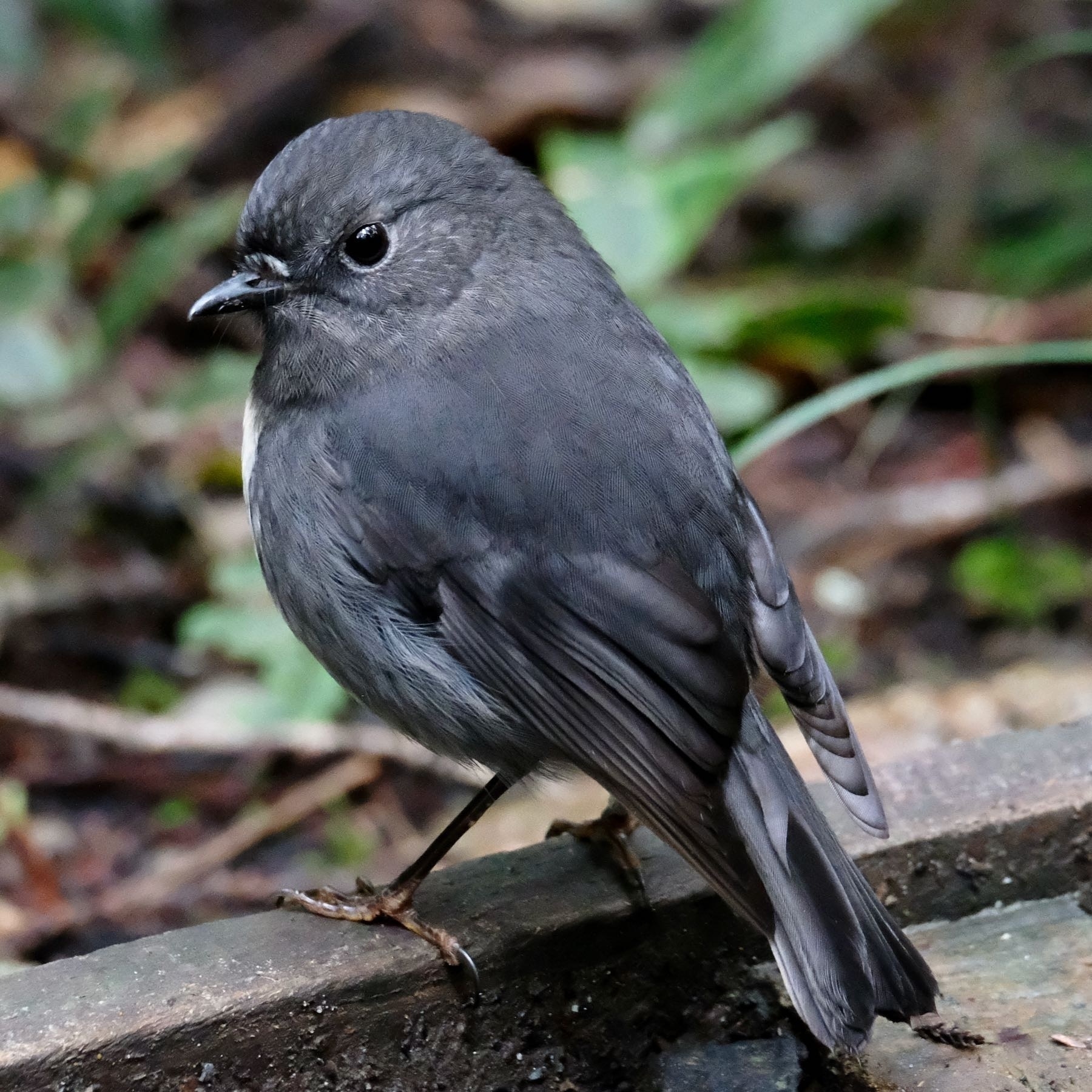 A small black bird with a beady eye. 