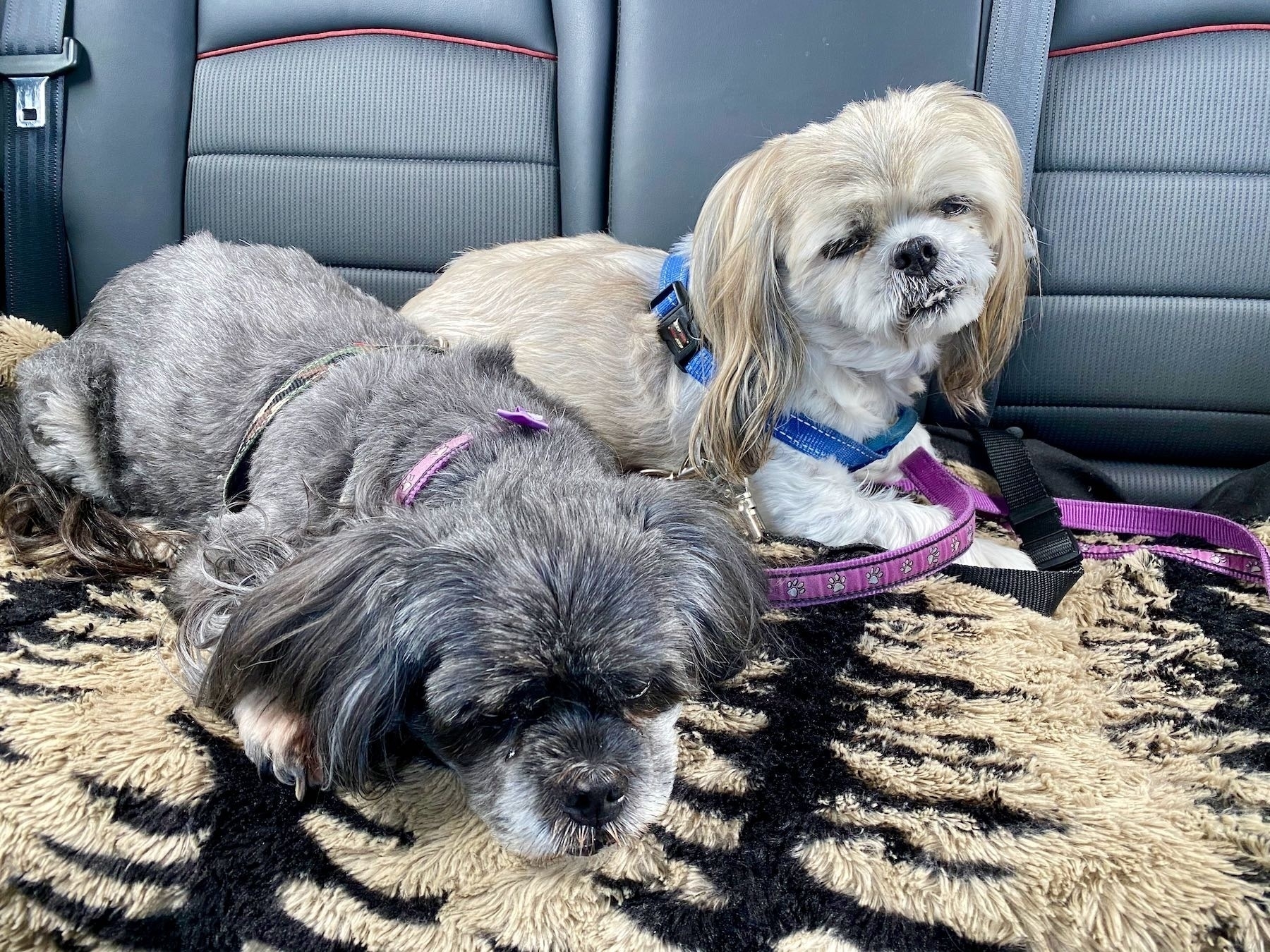 Two small dogs in a car. 