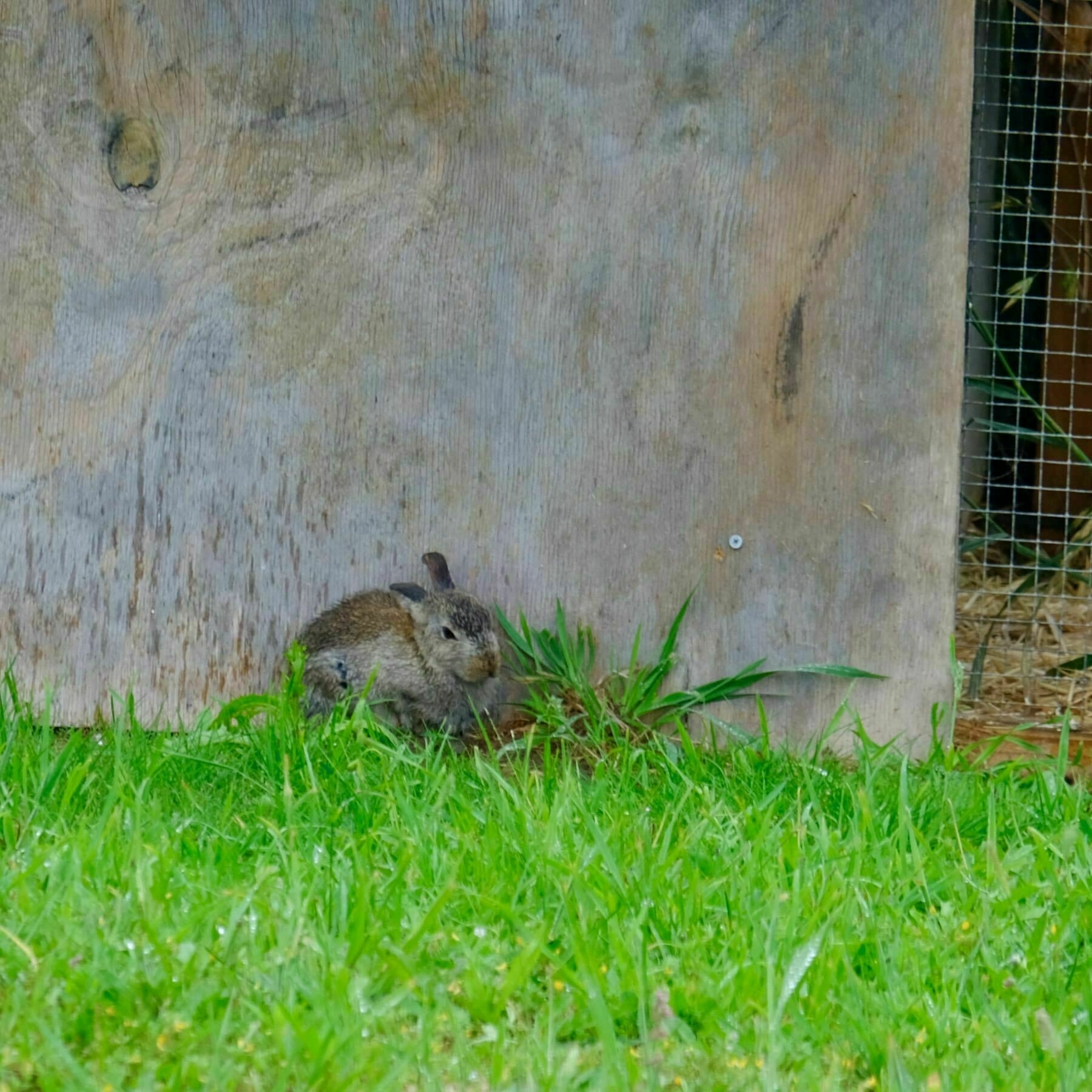Small rabbit by a piece of plywood and green grass. 