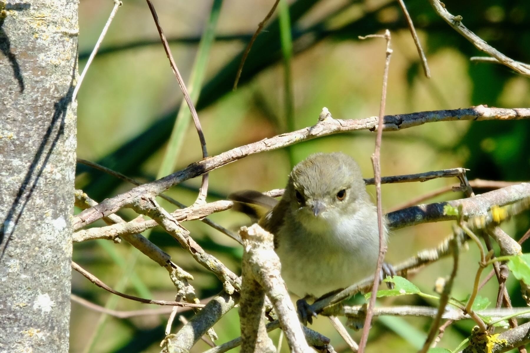 Riroriro grey warbler on a branch. 