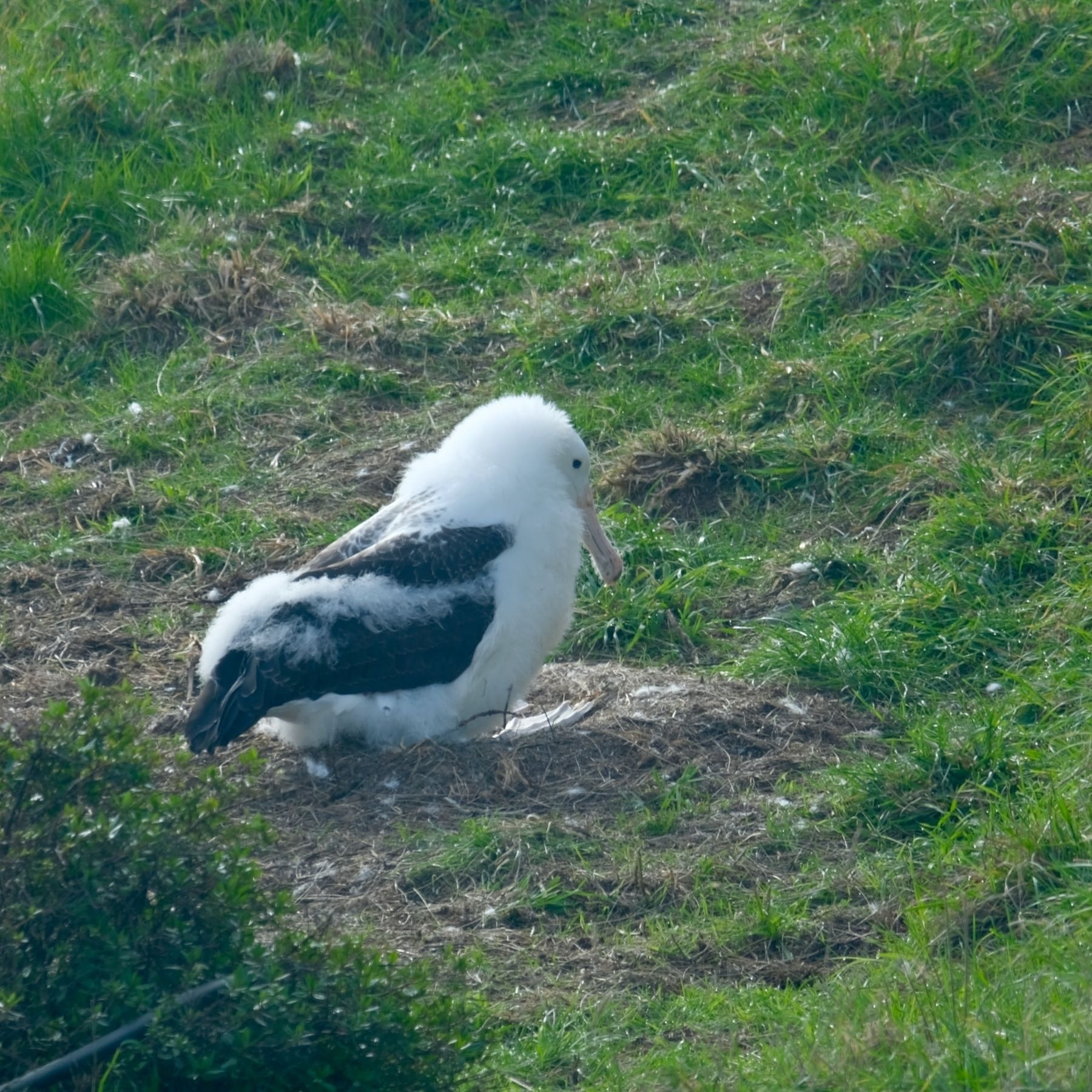 Large albatross chick. 
